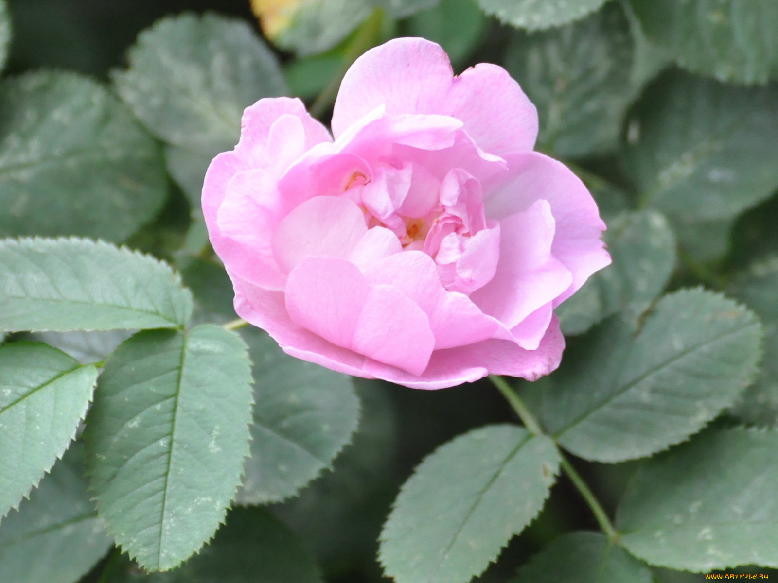 цветы, шиповник