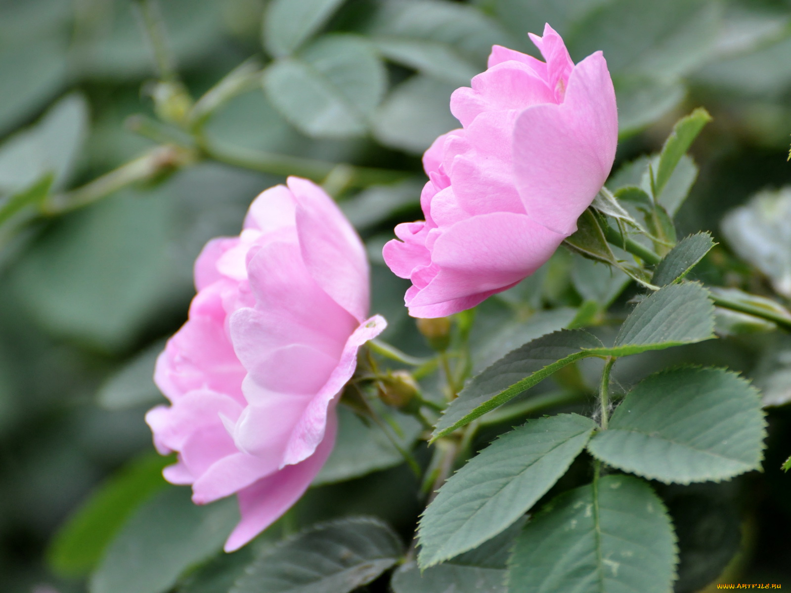 цветы, шиповник