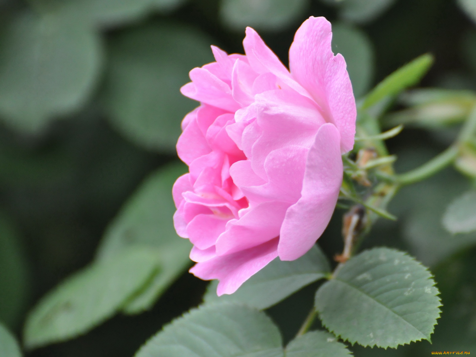 цветы, шиповник