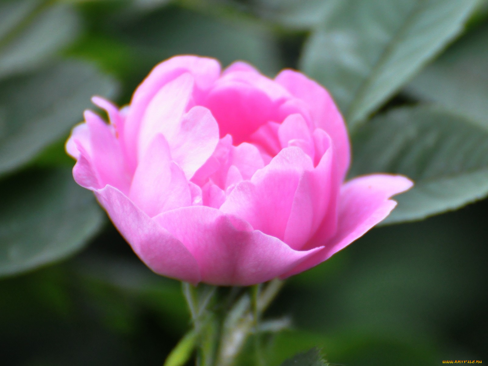 цветы, шиповник