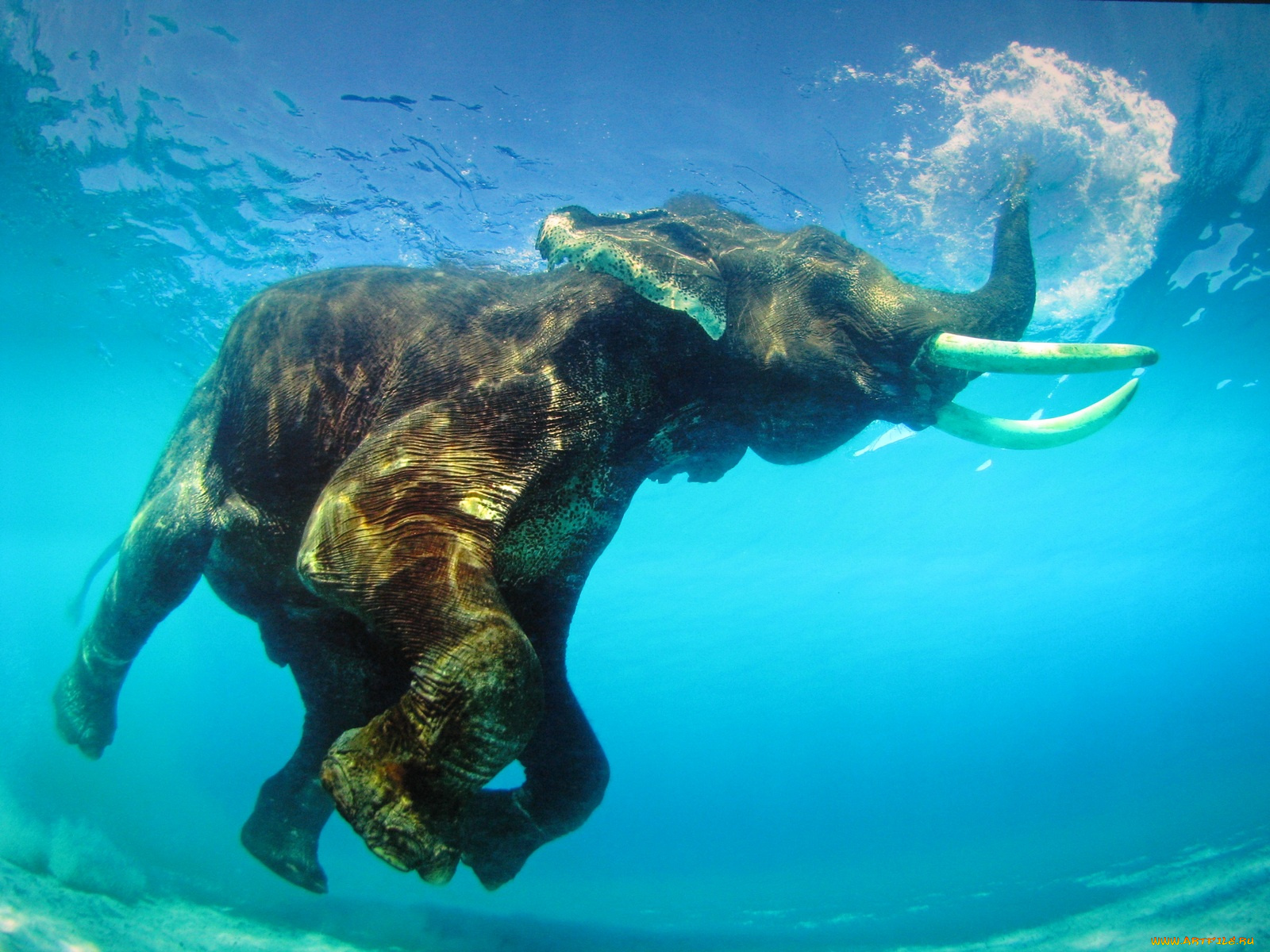 животные, слоны