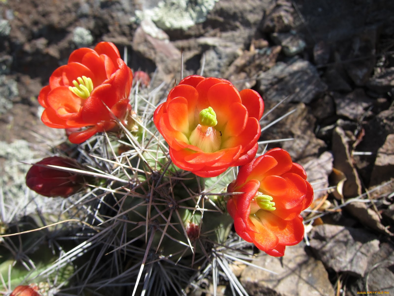 цветы, кактусы