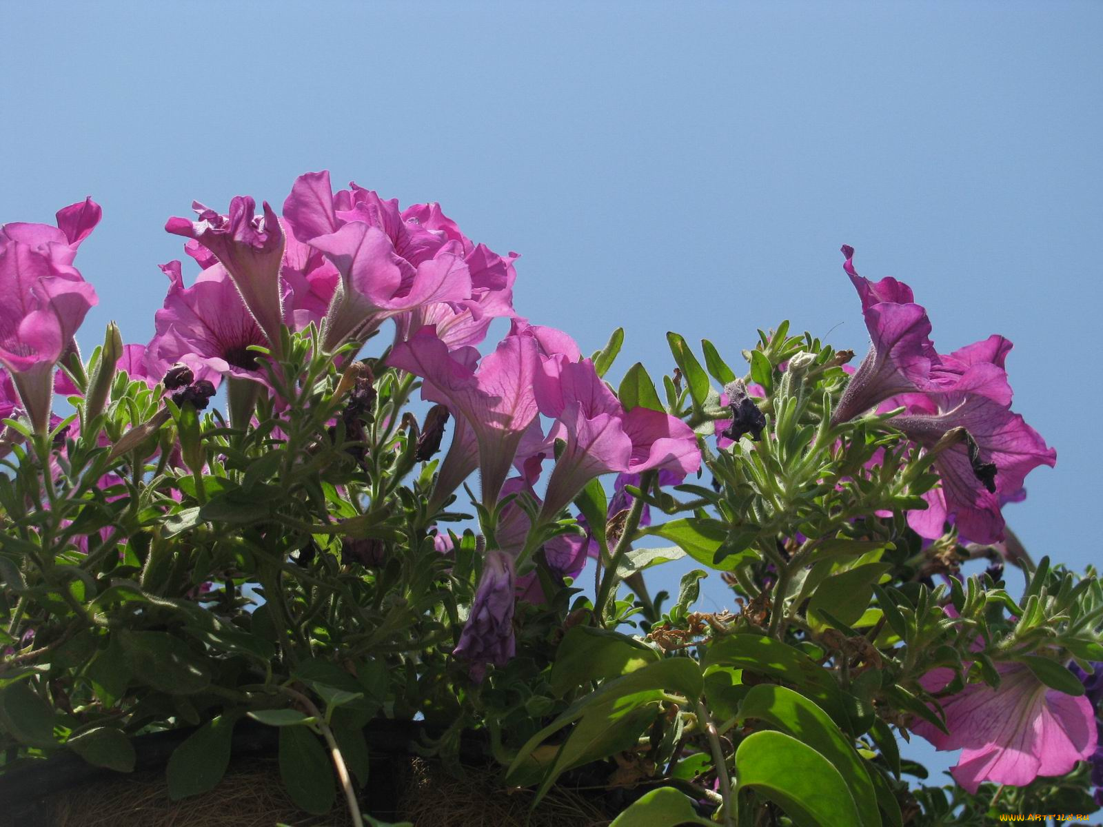 цветы, петунии, калибрахоа