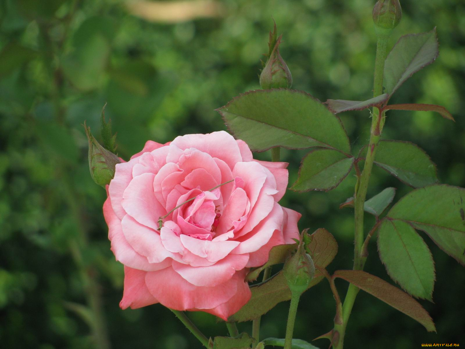 цветы, розы