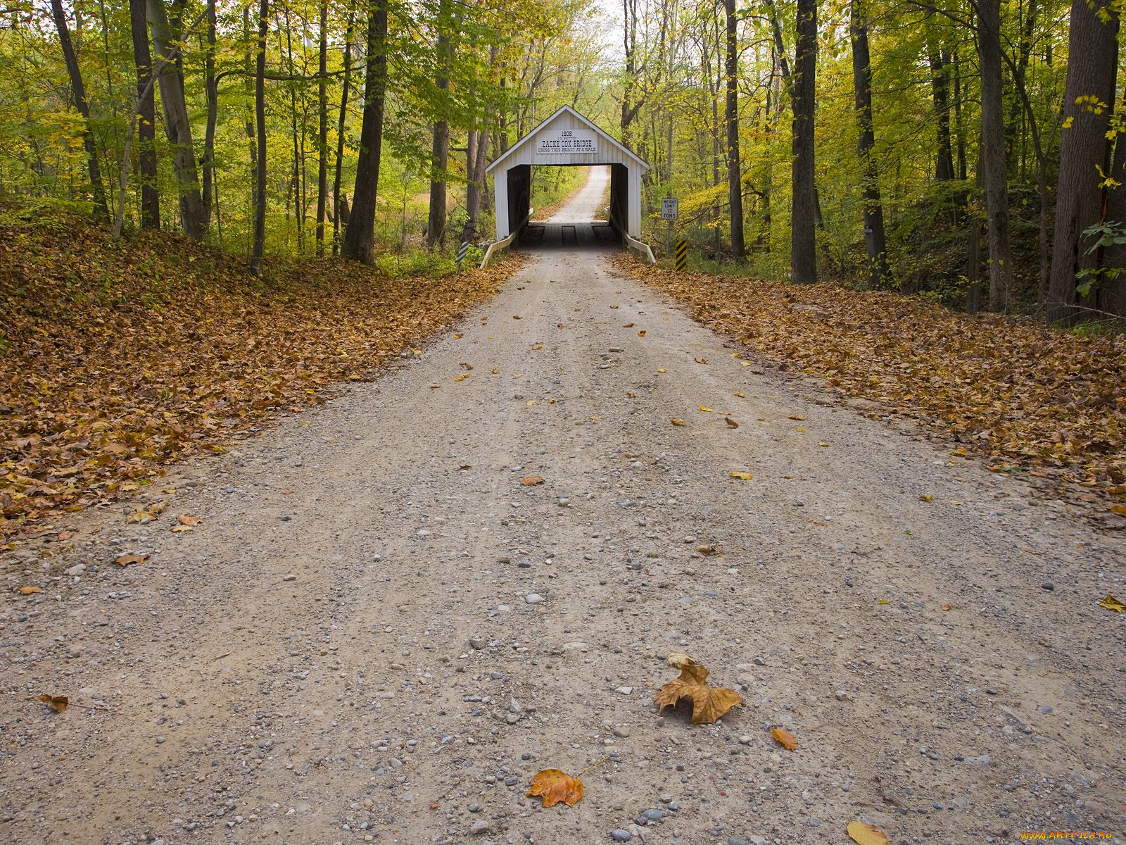 природа, дороги, мост, лес