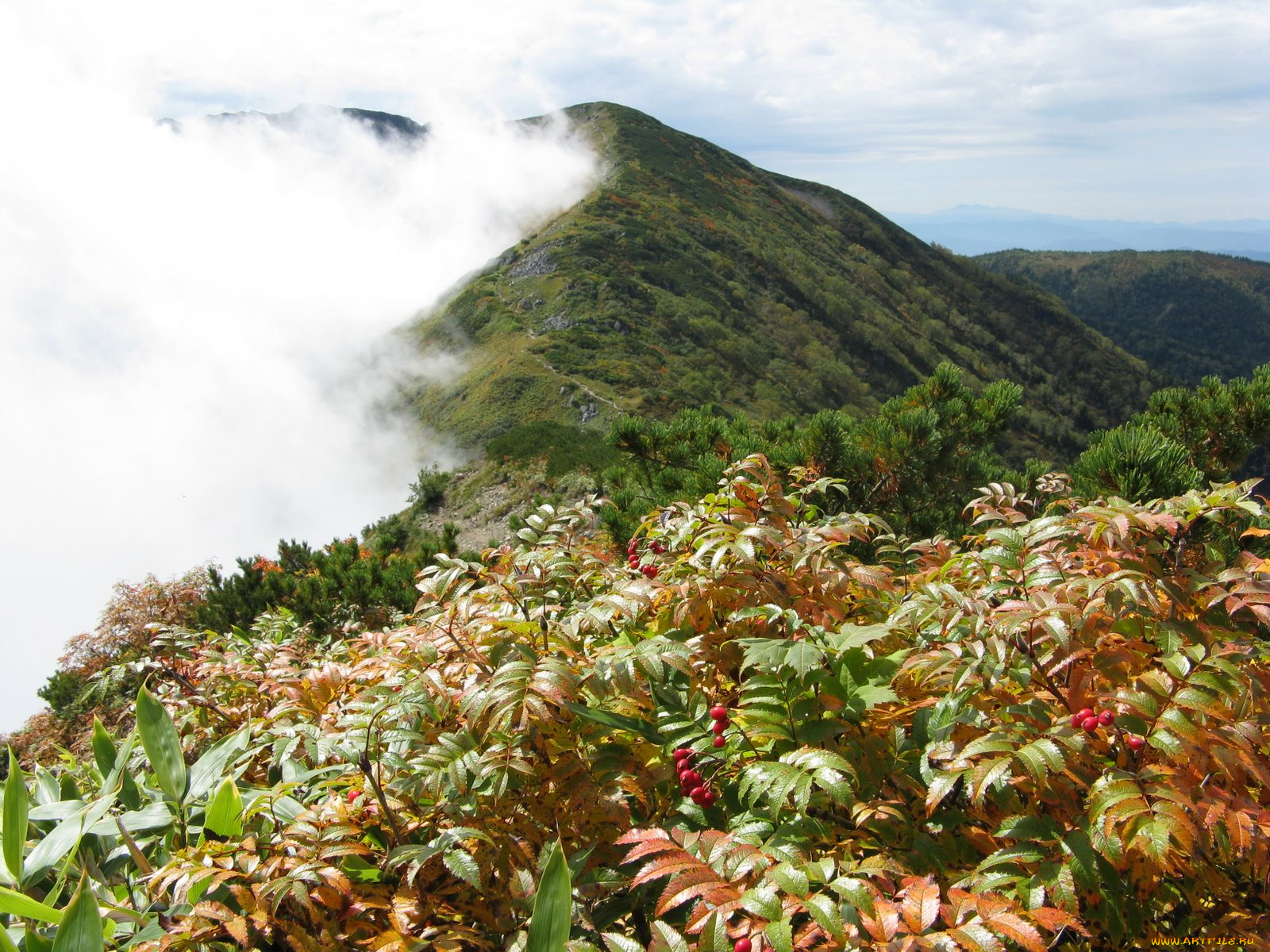 природа, горы, туман, рябина