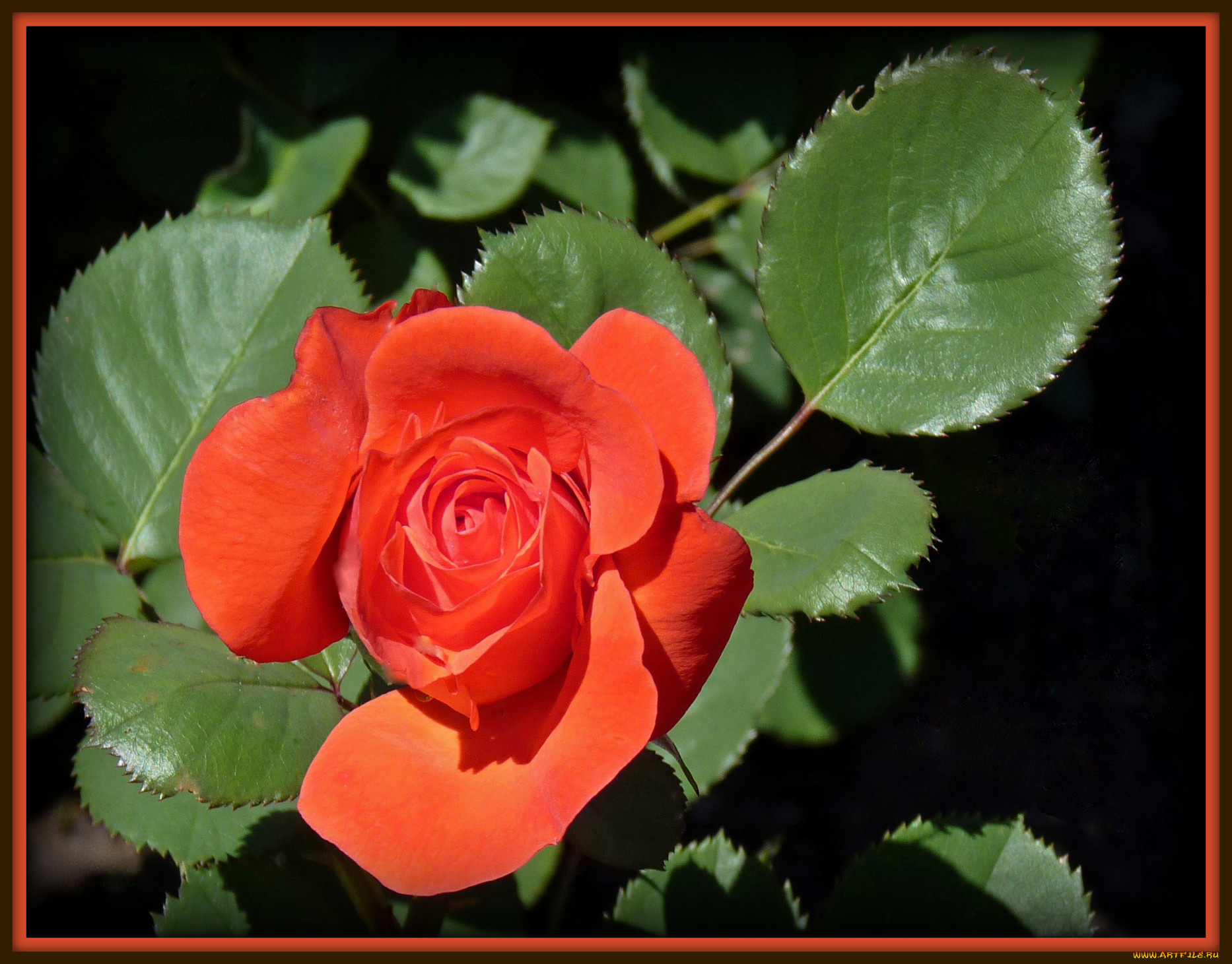 цветы, розы, красный, зелёный