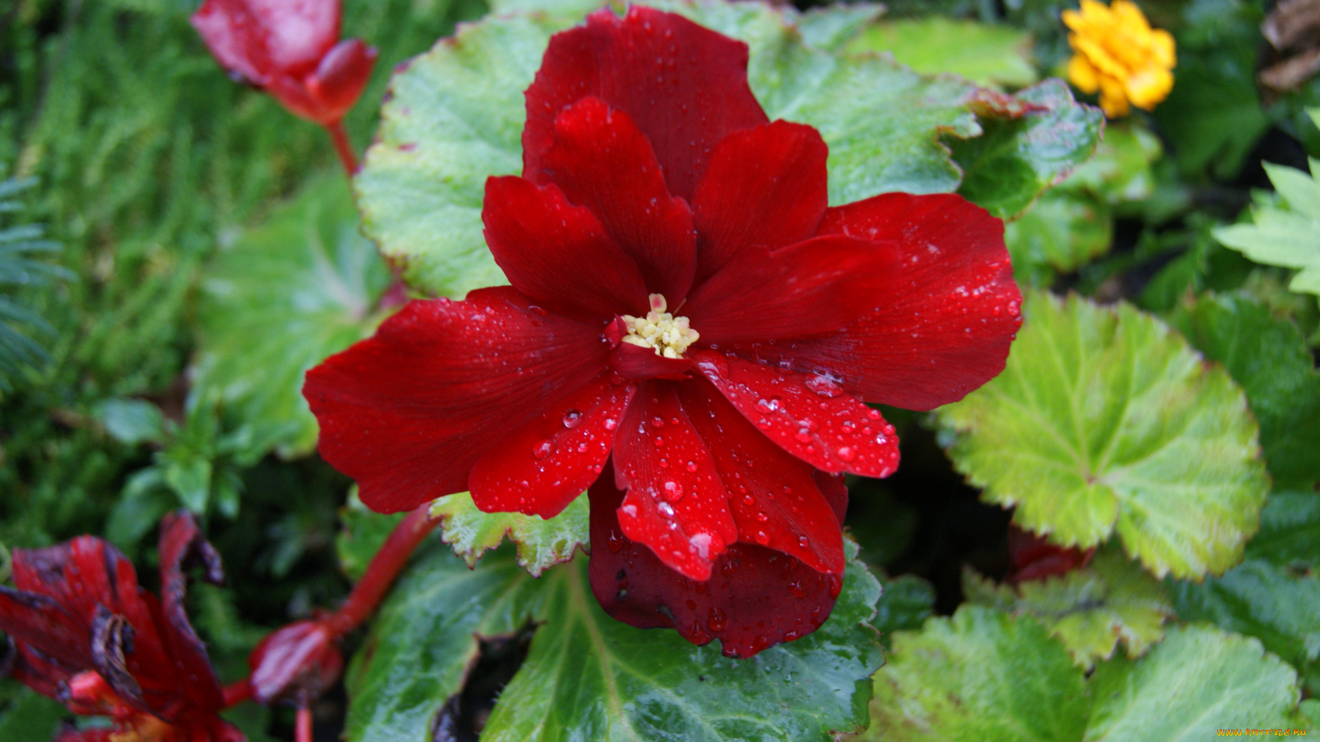 цветы, бегония, зеленые, листья, красный, цветок
