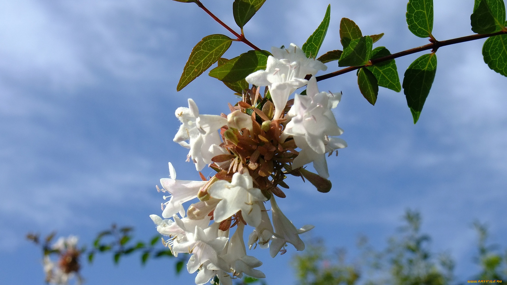 цветы, цветущие, деревья, кустарники, ветка, листья