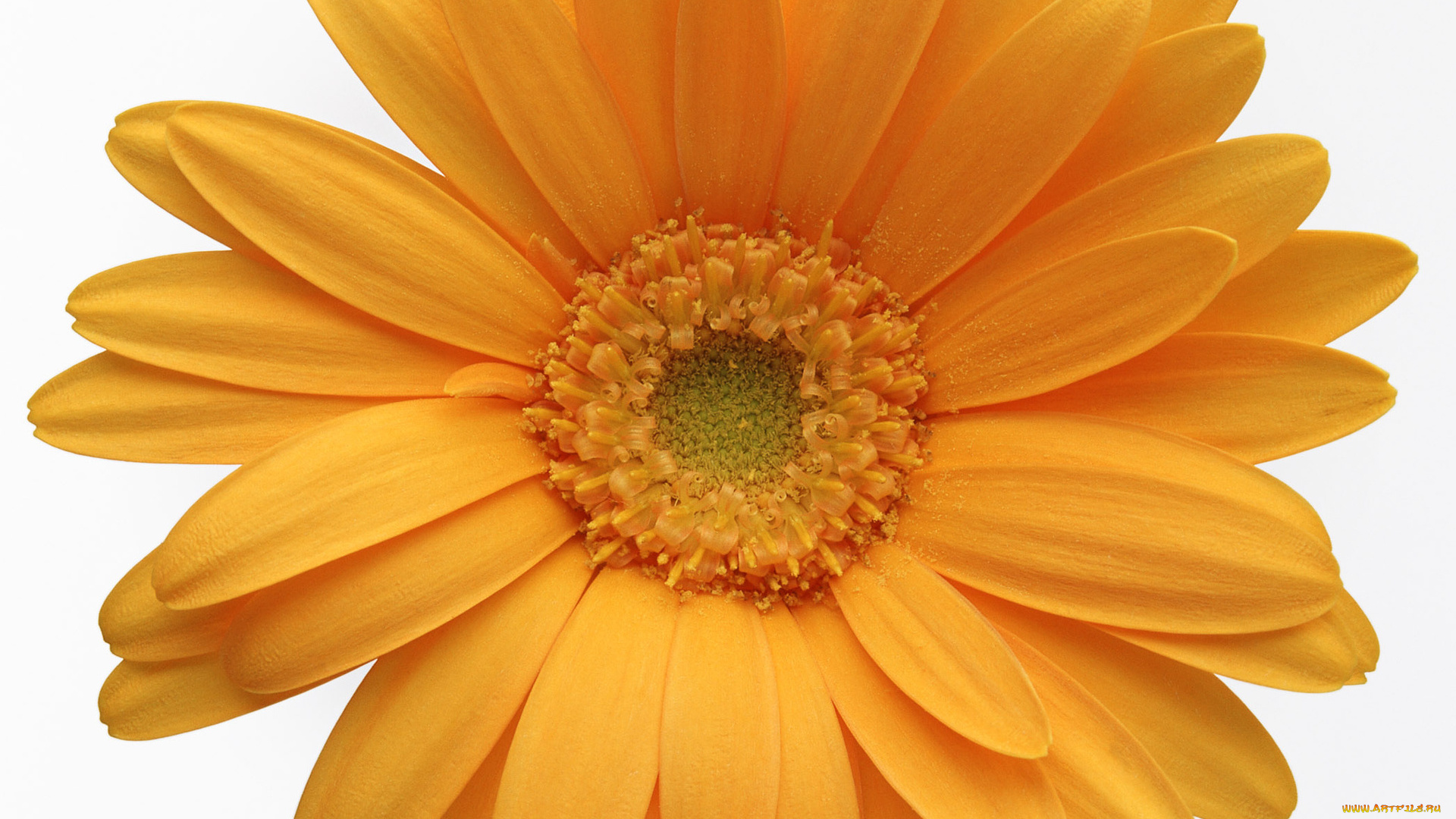 цветы, герберы, жёлтый, макро