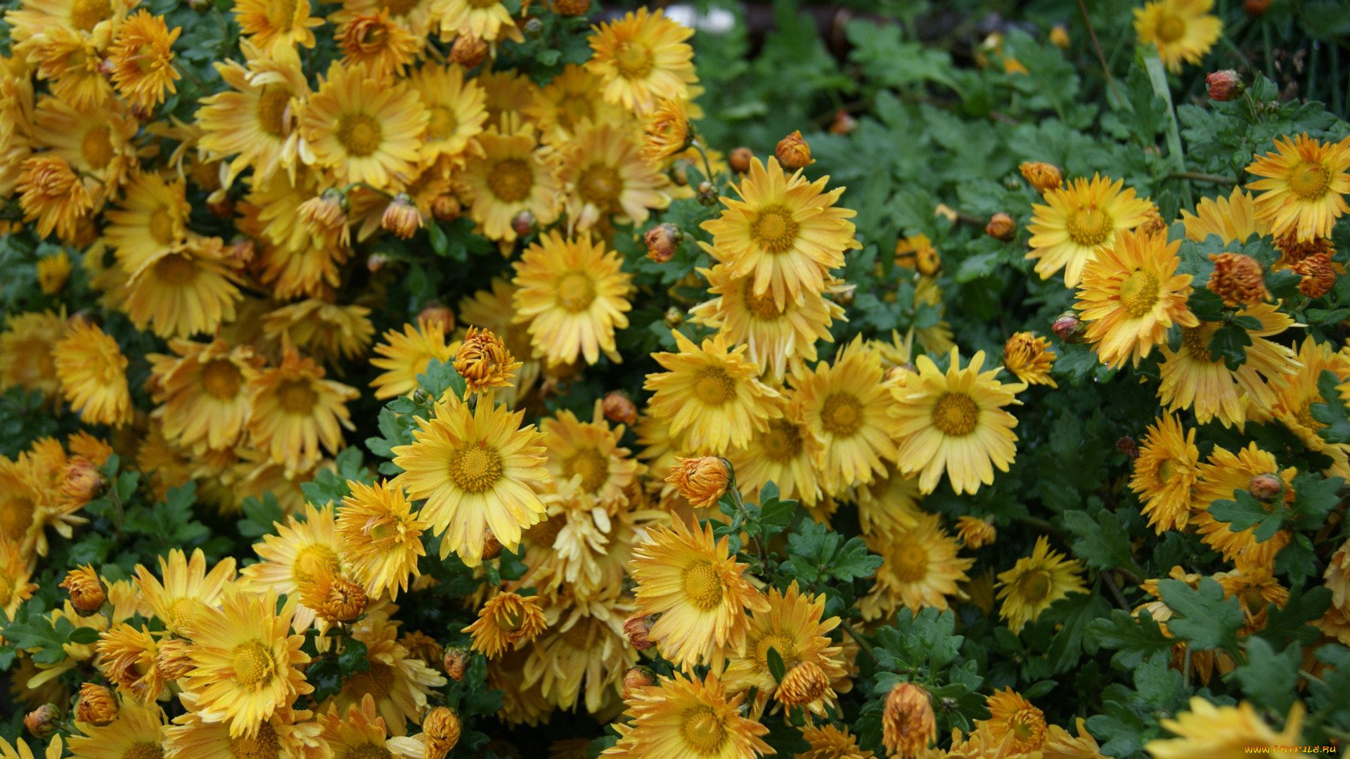 цветы, хризантемы