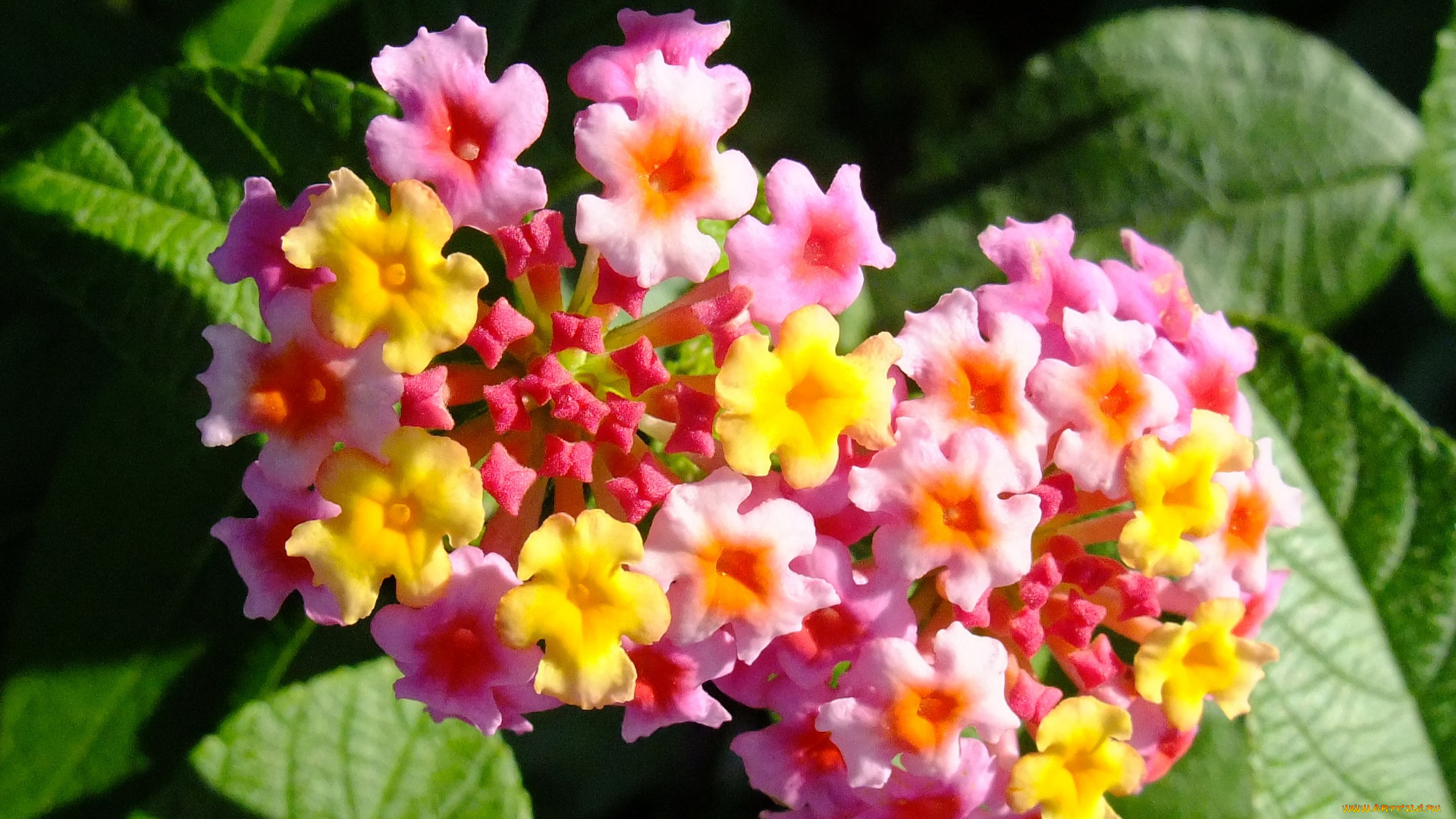 цветы, лантана, вербена, листья