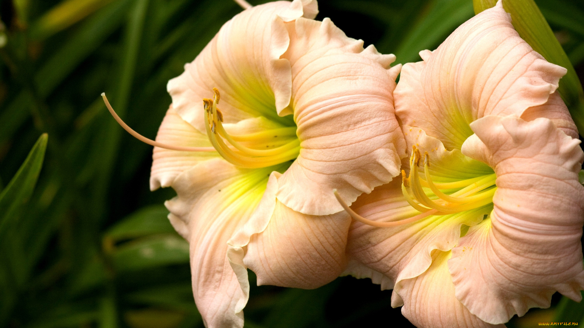 цветы, лилии, лилейники, бежевый, нежность