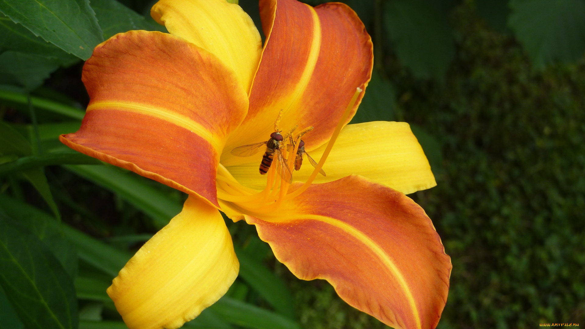 цветы, лилии, лилейники, жёлтый, насекомое