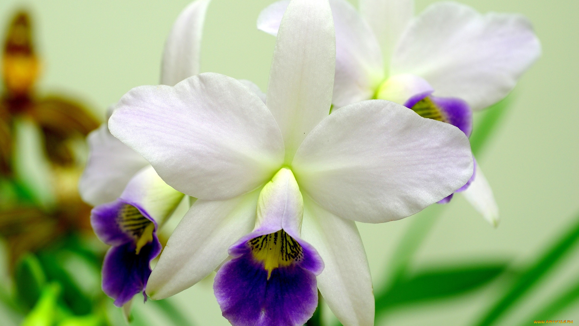 цветы, орхидеи, белый, фиолетовый, экзотика