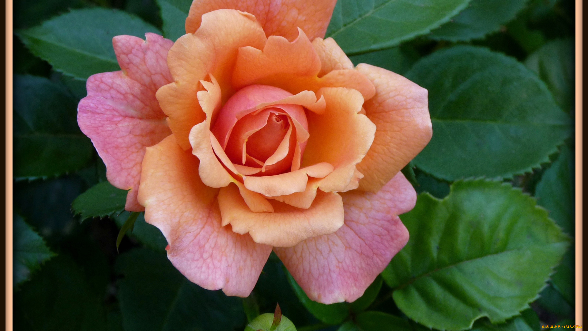 цветы, розы, бутон