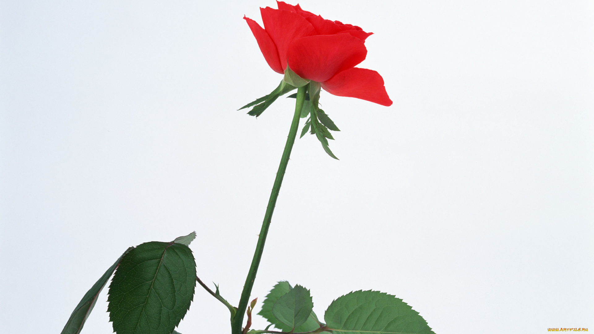 цветы, розы, фон, синий, лепестки, бутон