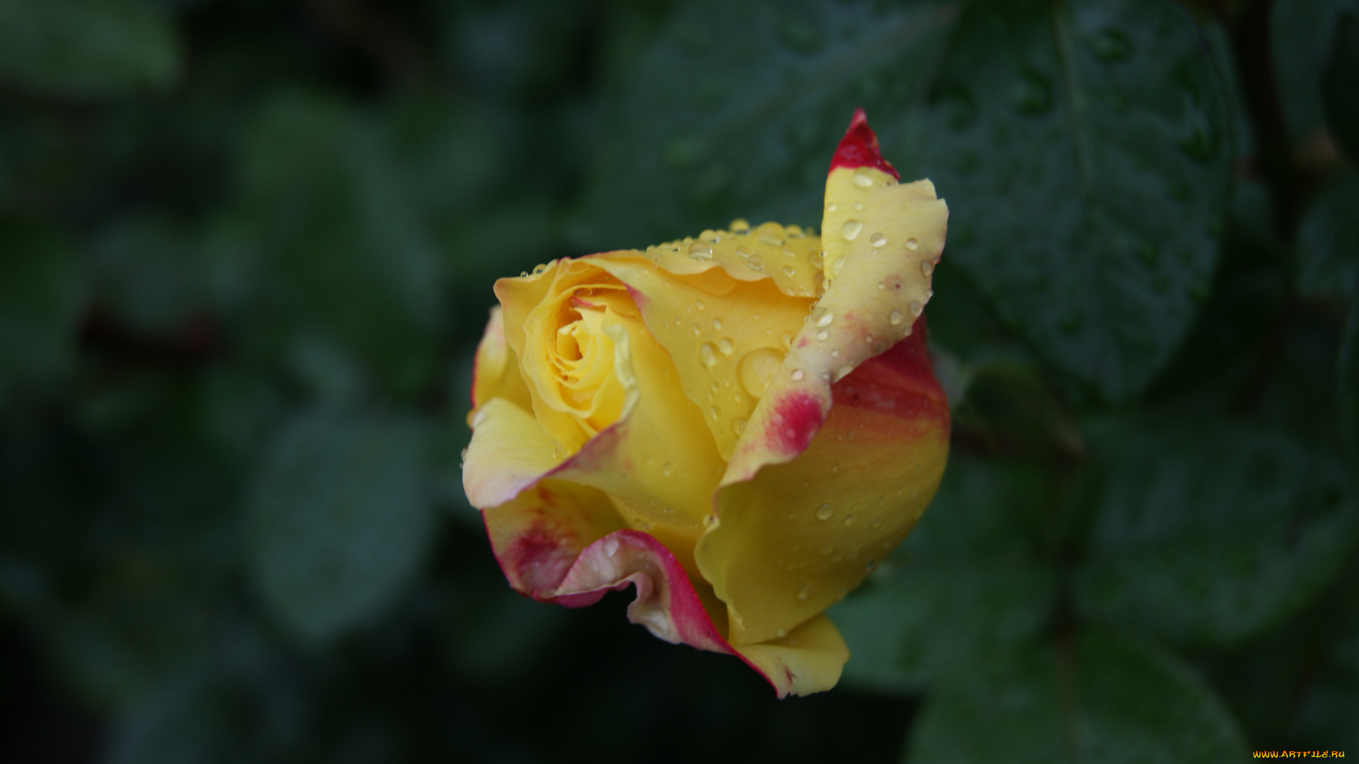 цветы, розы, капли, листья