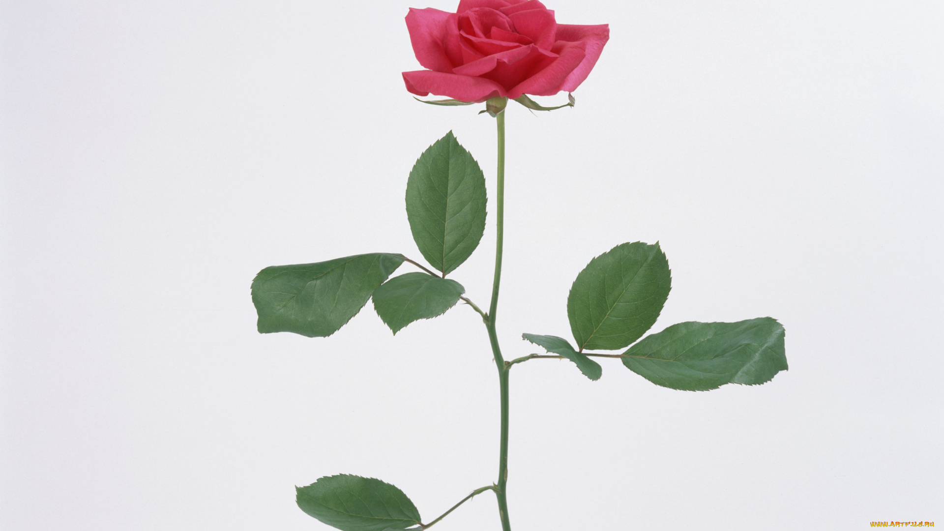 цветы, розы, листья, бутон, фон, синий