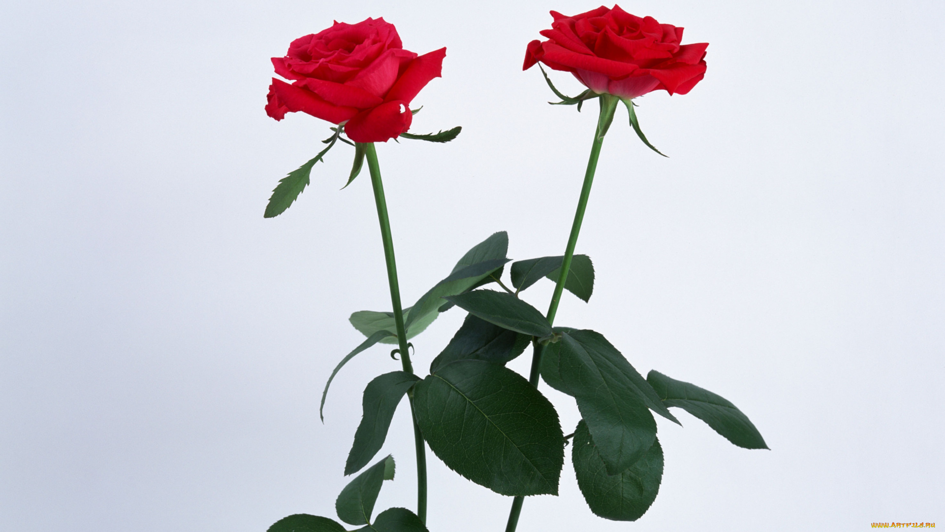 цветы, розы, листья, бутоны, фон, синий