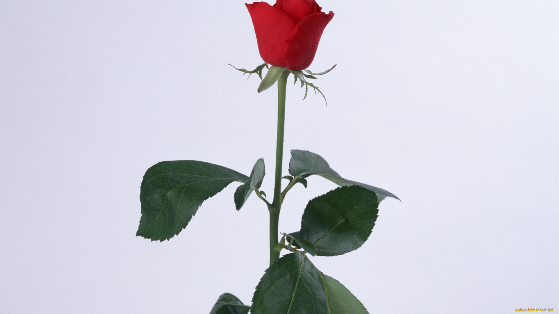 цветы, розы, синий, лепестки, листья, бутон, фон