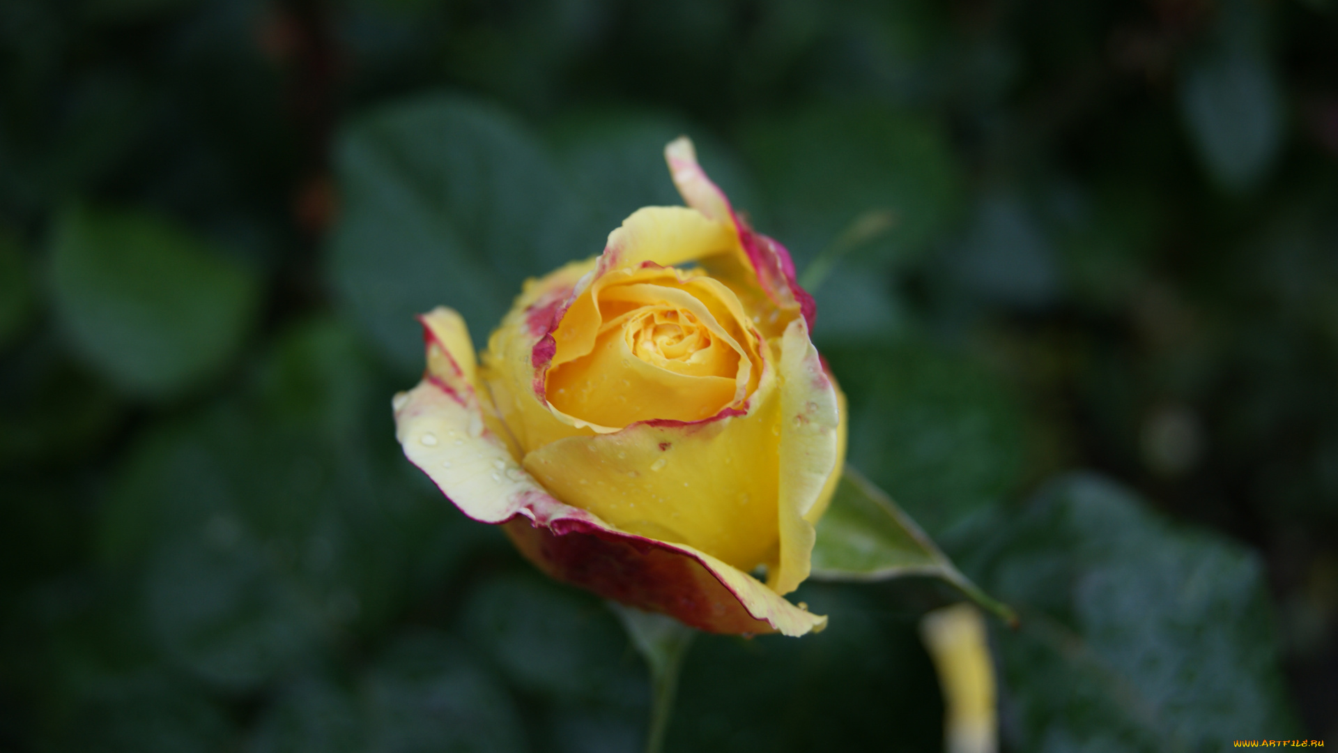 цветы, розы, зеленый, фон