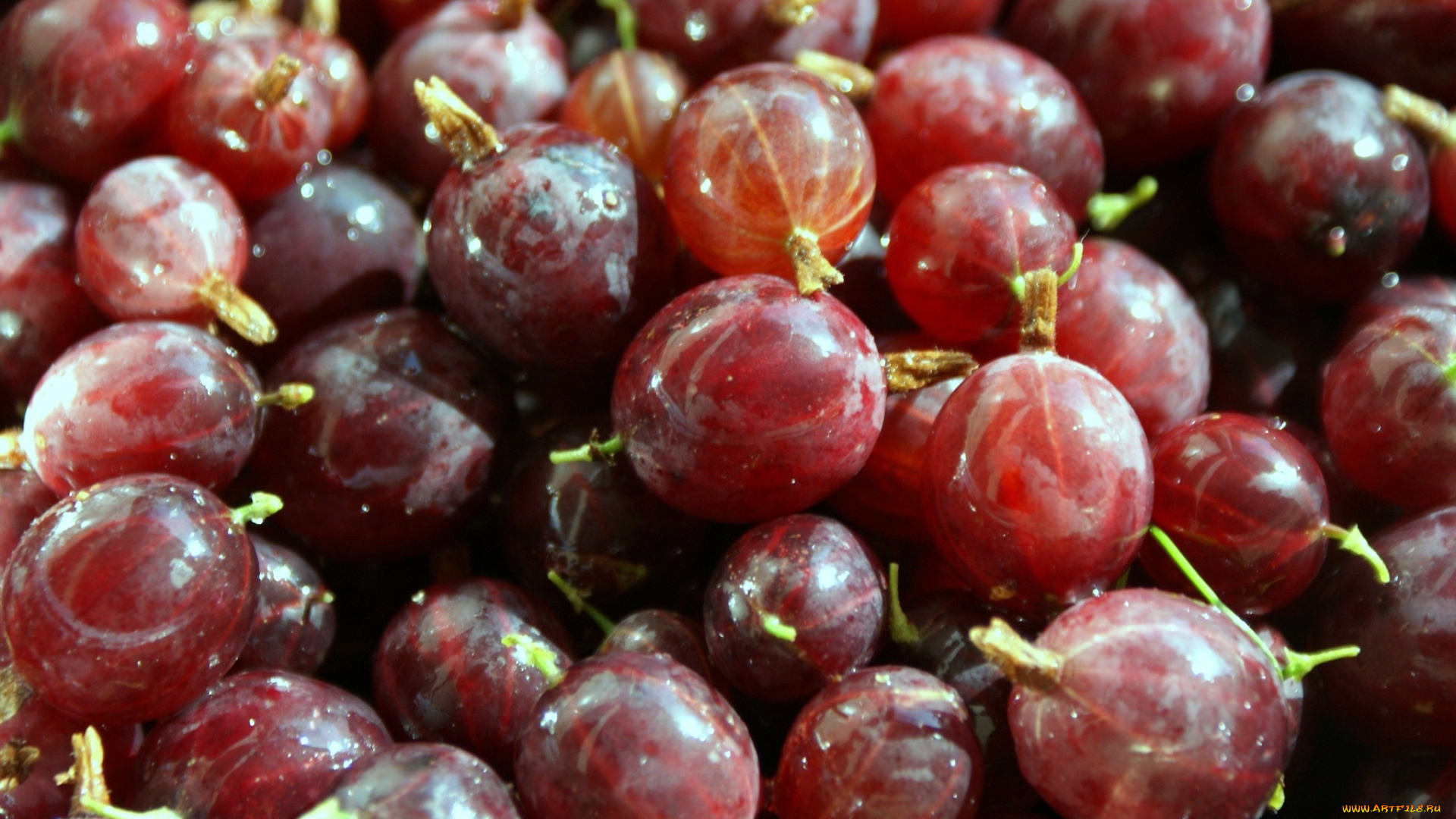 еда, крыжовник, много