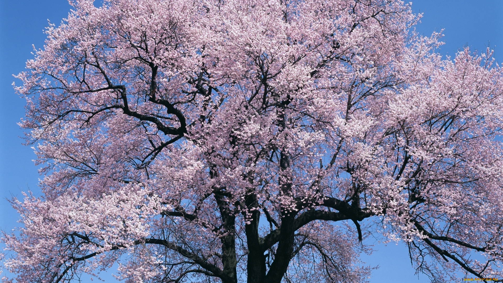 природа, деревья, ветки, дерево