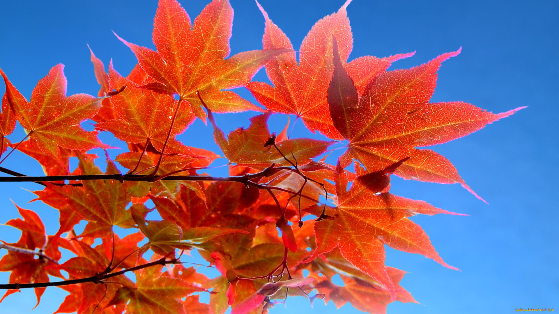 природа, листья, осень