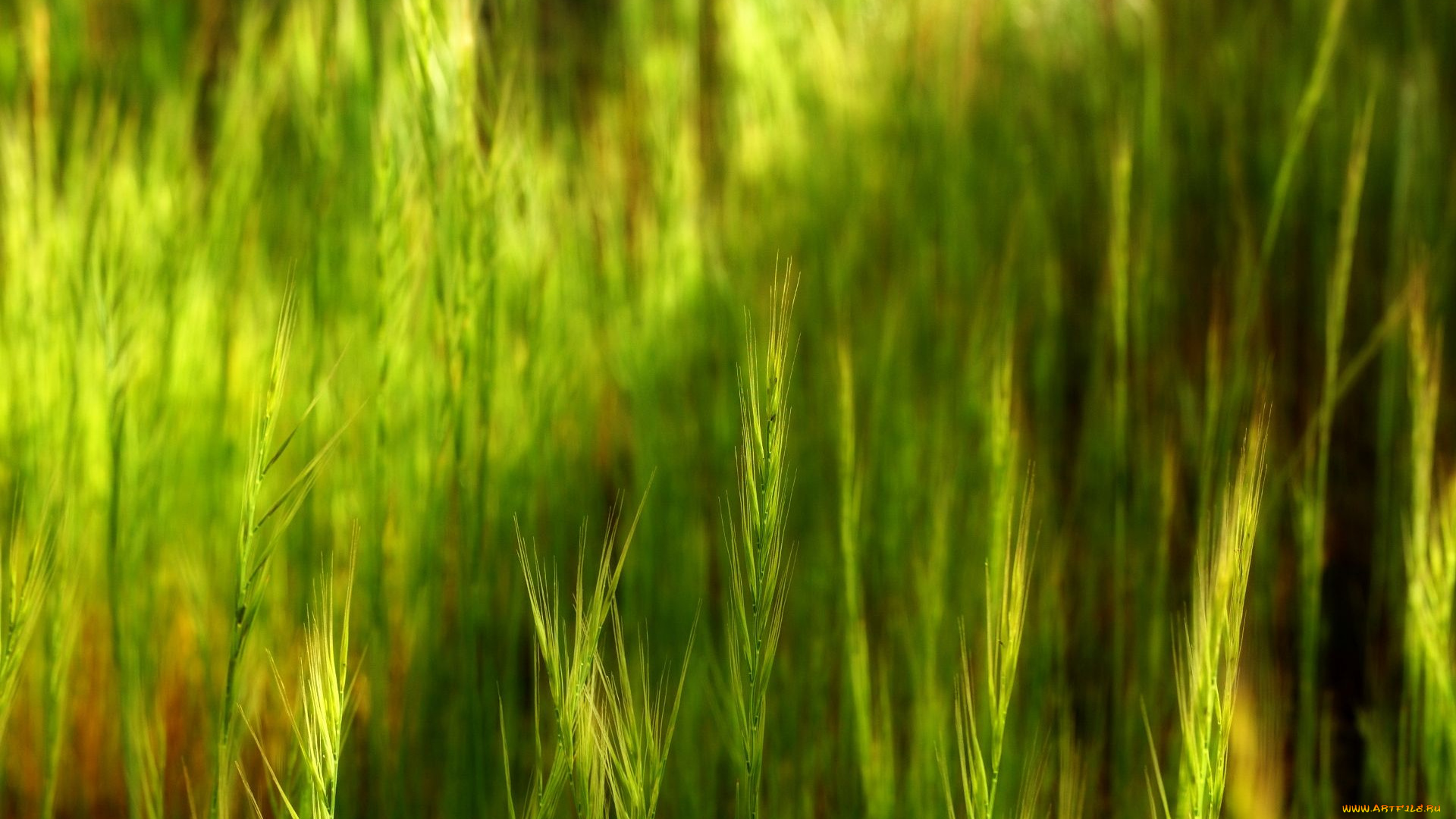 природа, макро, колоски