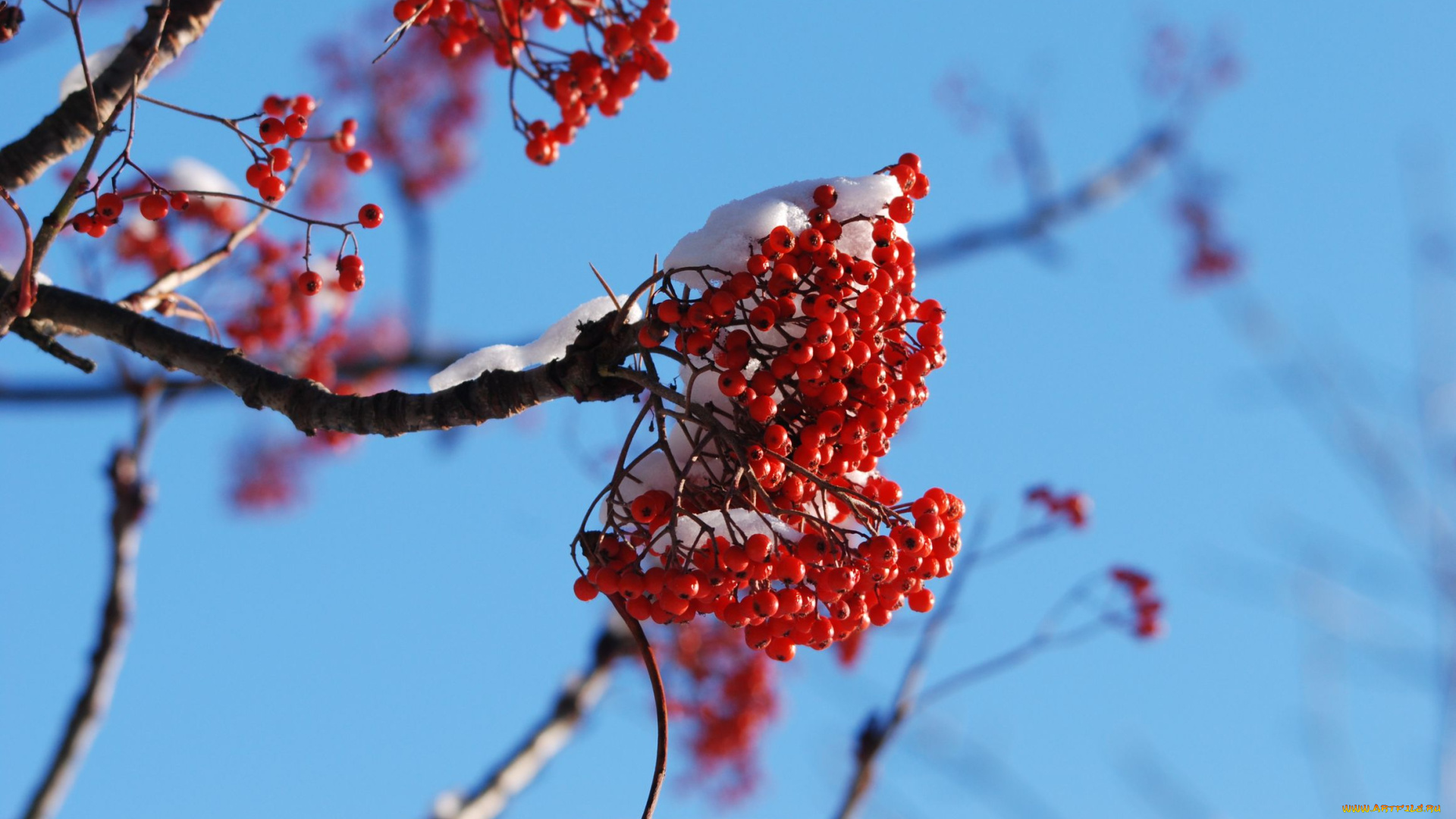 природа, Ягоды, рябина