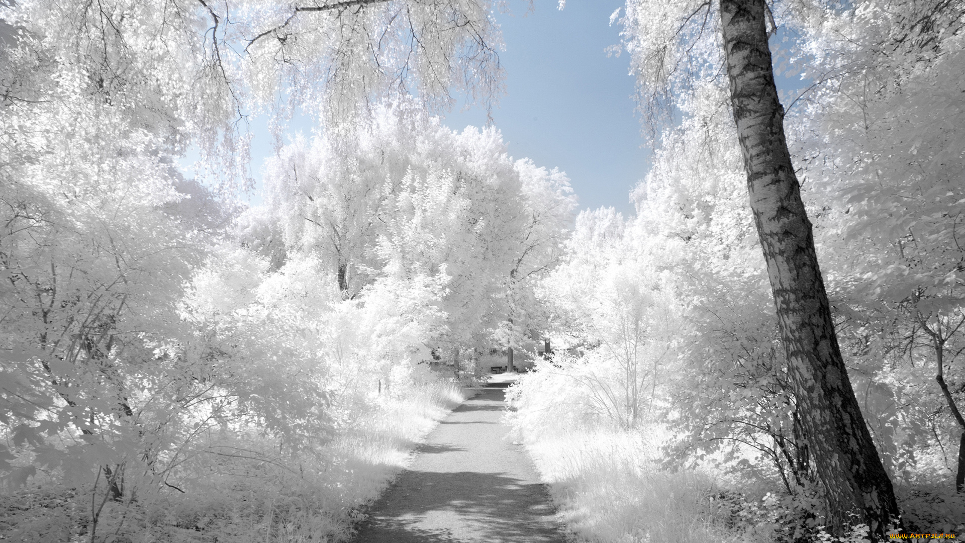 природа, зима