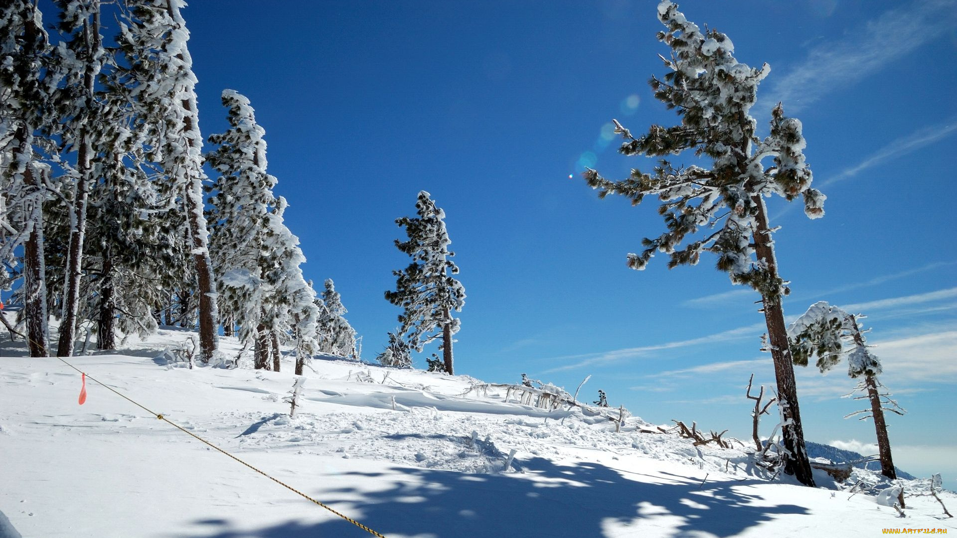 природа, зима, снег, сосна