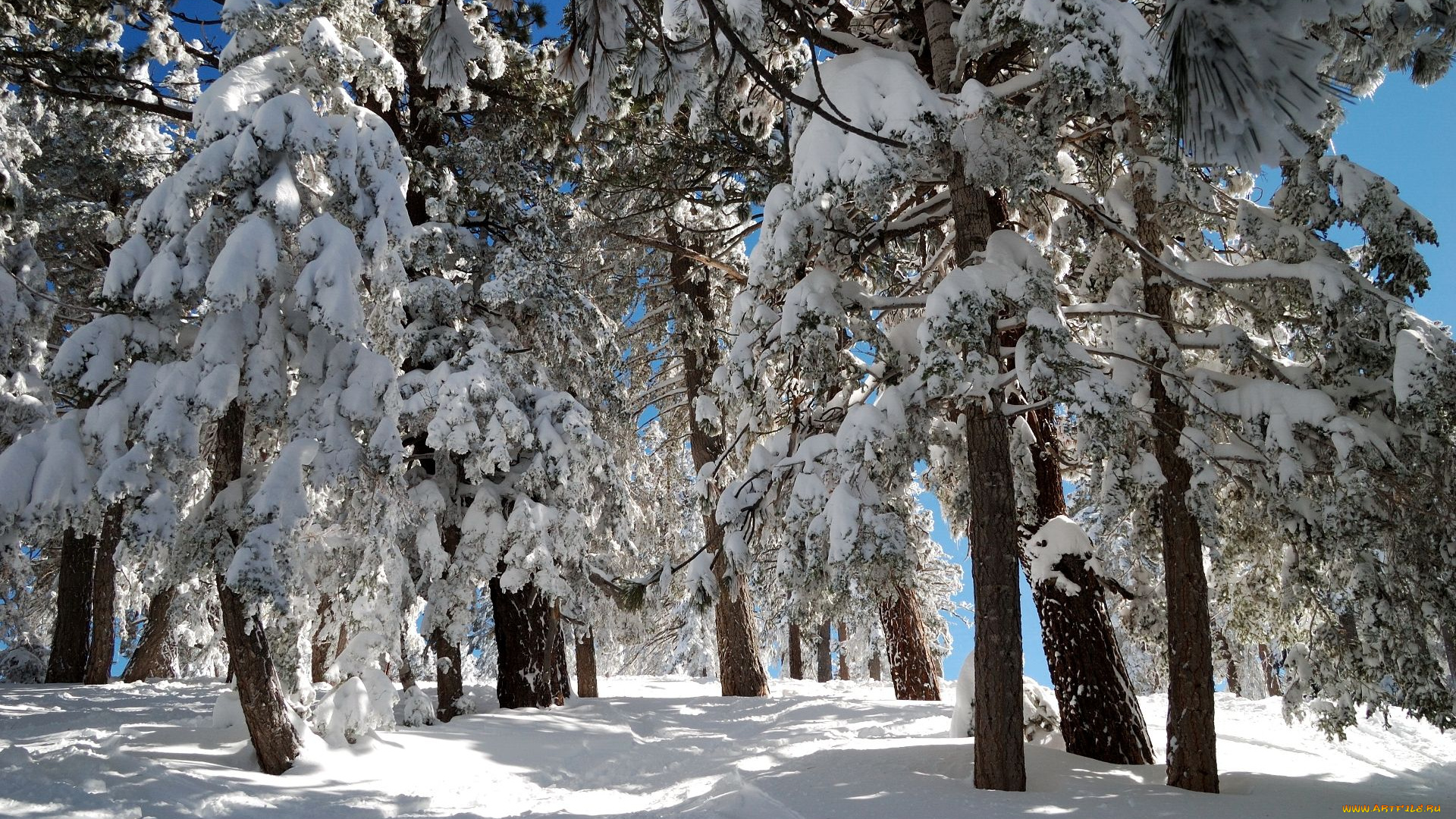 природа, зима, сосна, снег