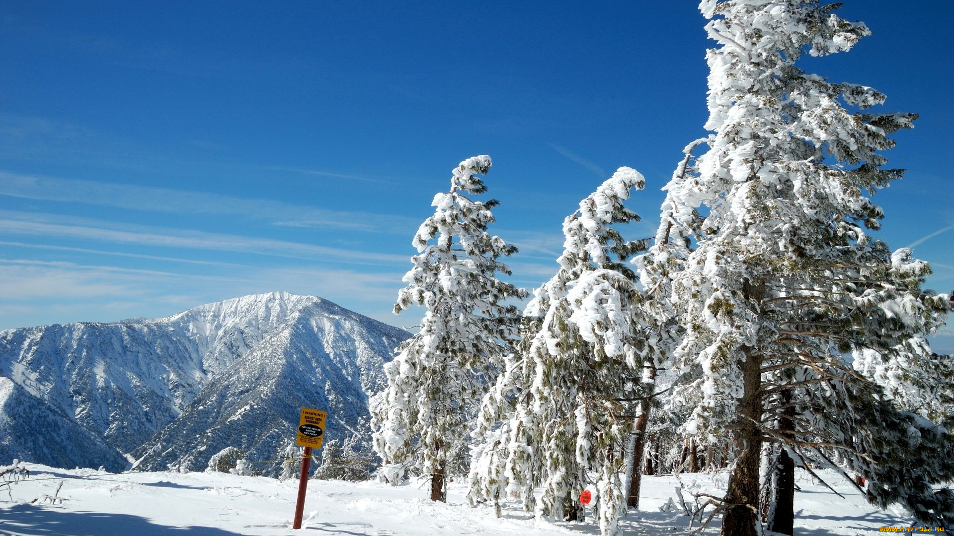 природа, зима, сосна, снег