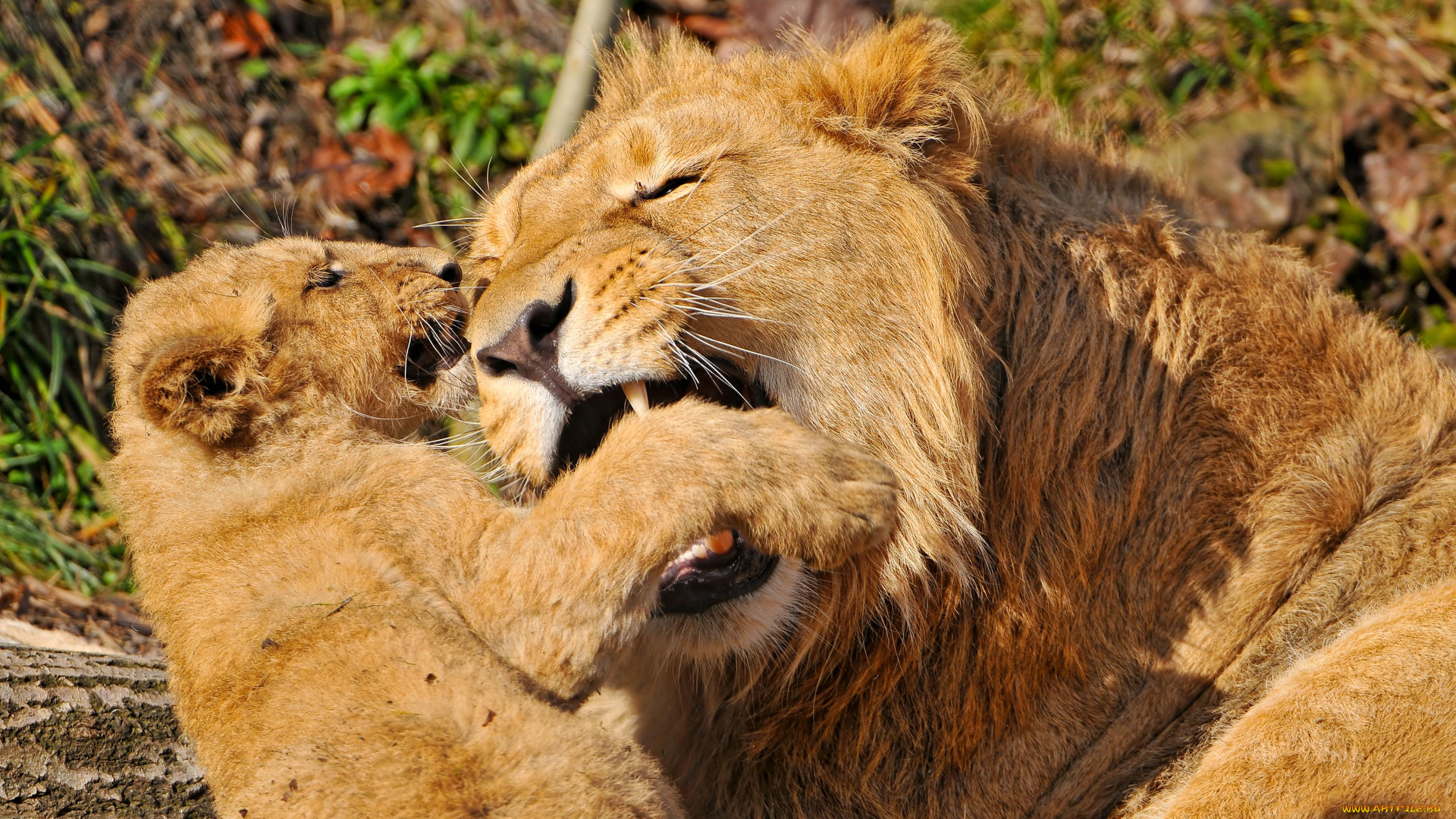 животные, львы, львенок, львица
