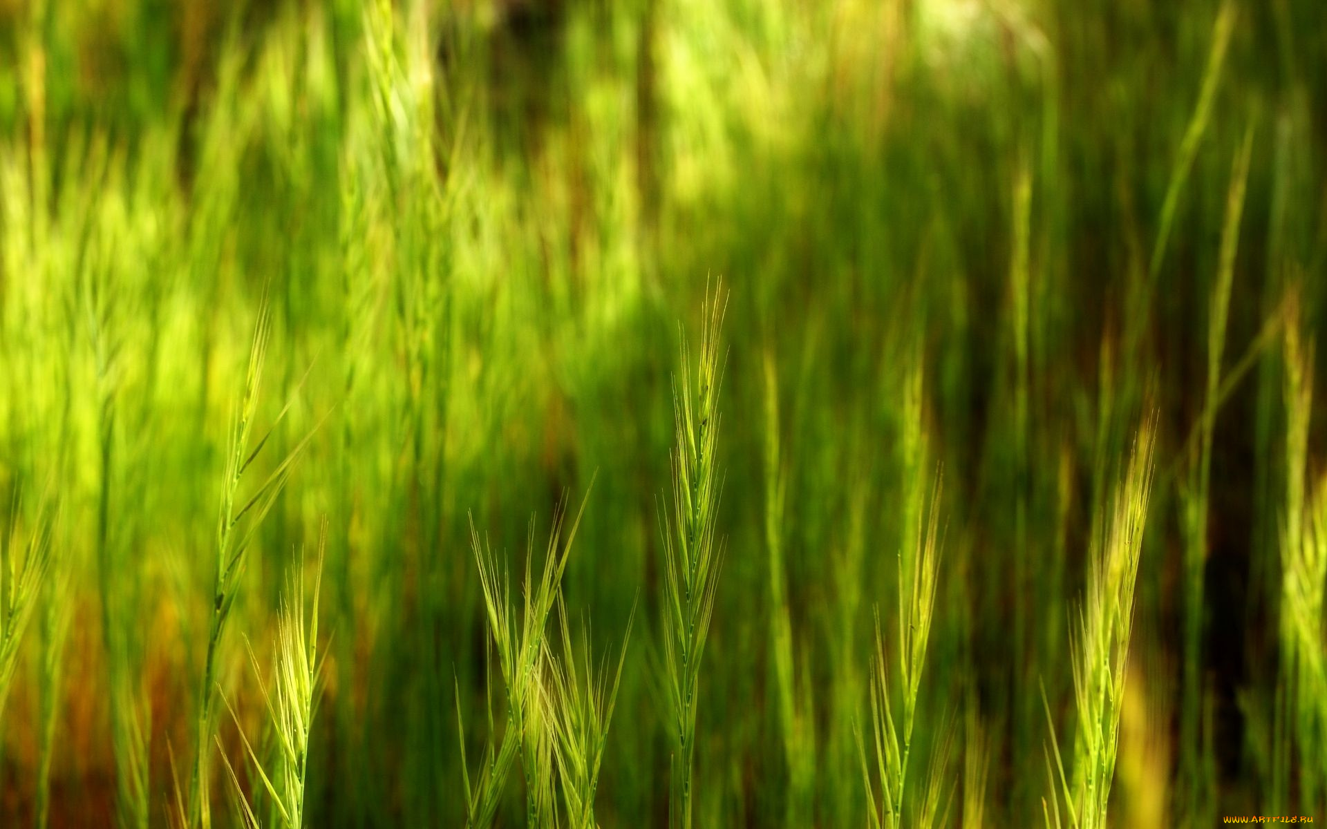 природа, макро, колоски