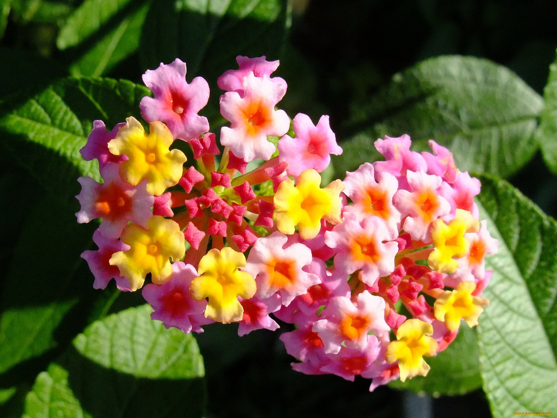 цветы, лантана, вербена, листья