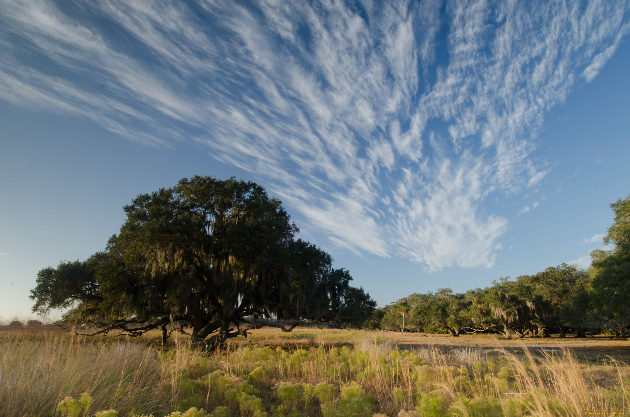 природа, деревья, облака