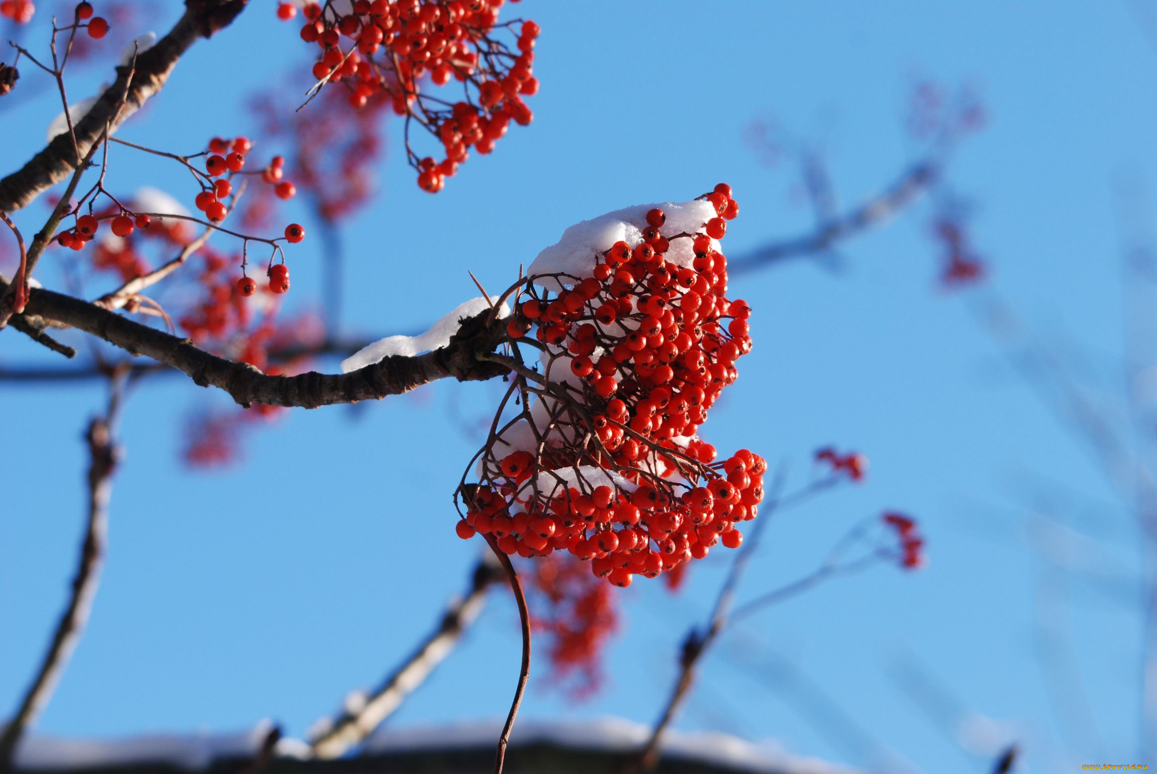 природа, Ягоды, рябина