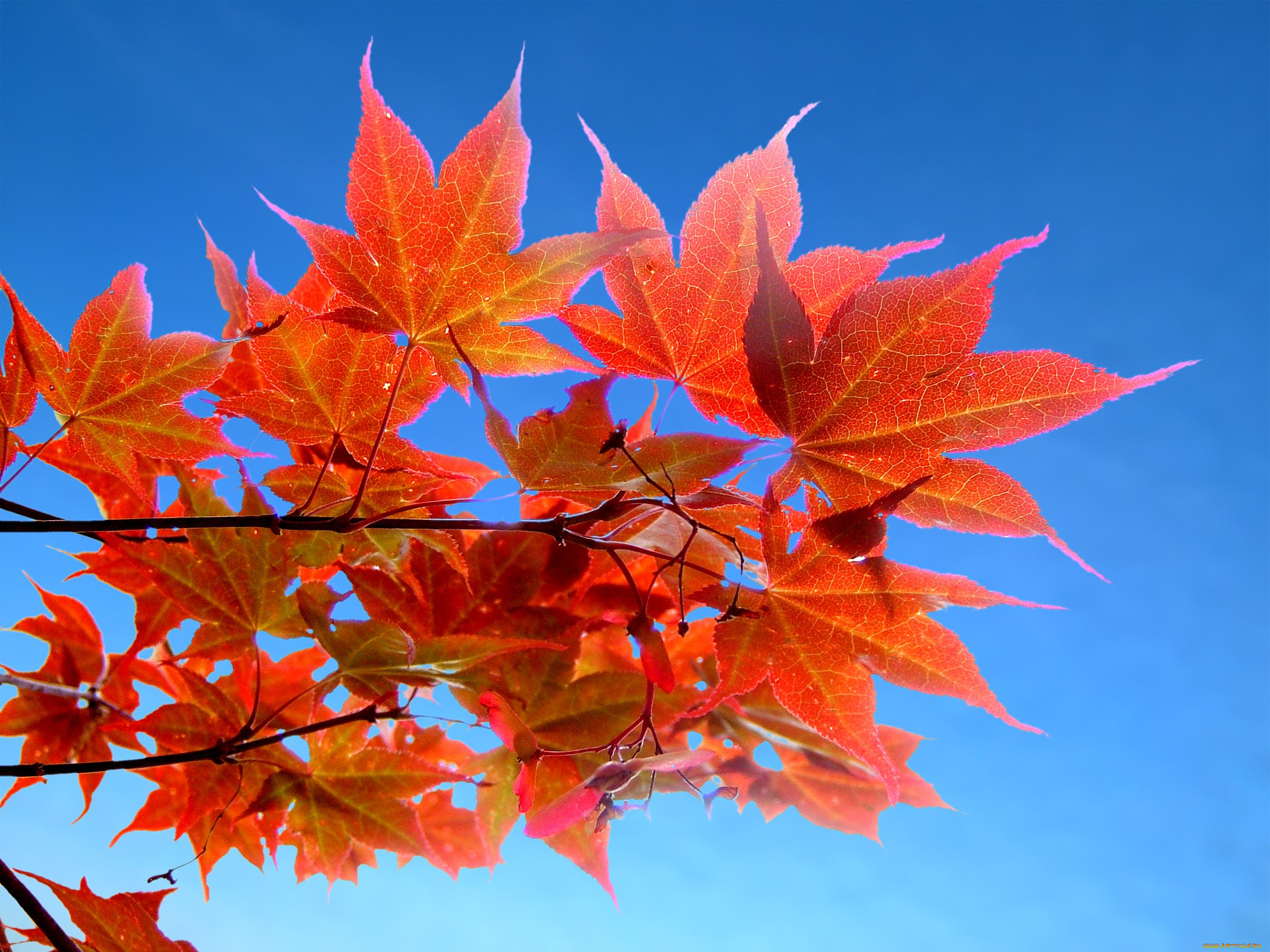 природа, листья, осень