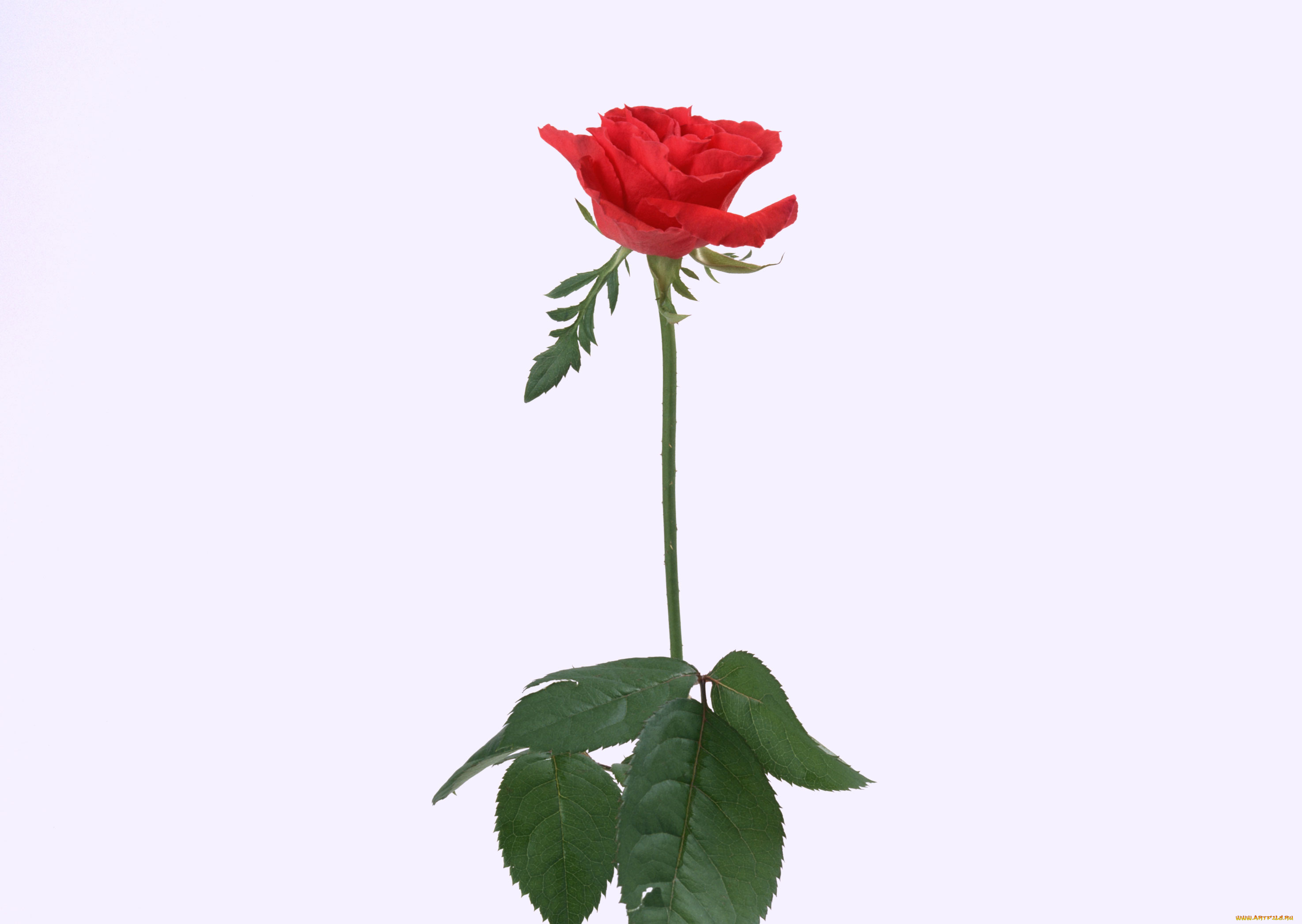 цветы, розы, бутон, листья