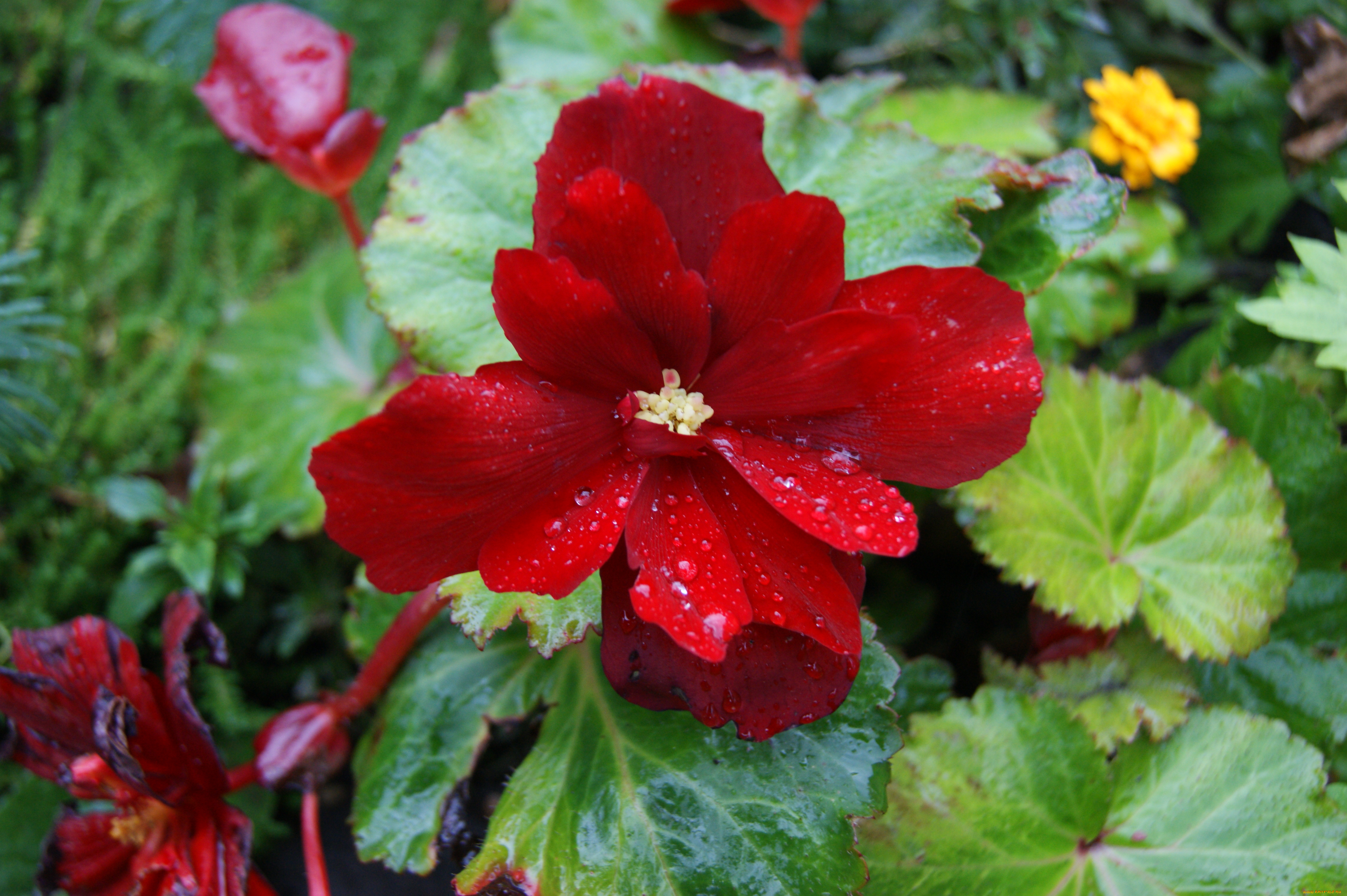 цветы, бегония, зеленые, листья, красный, цветок