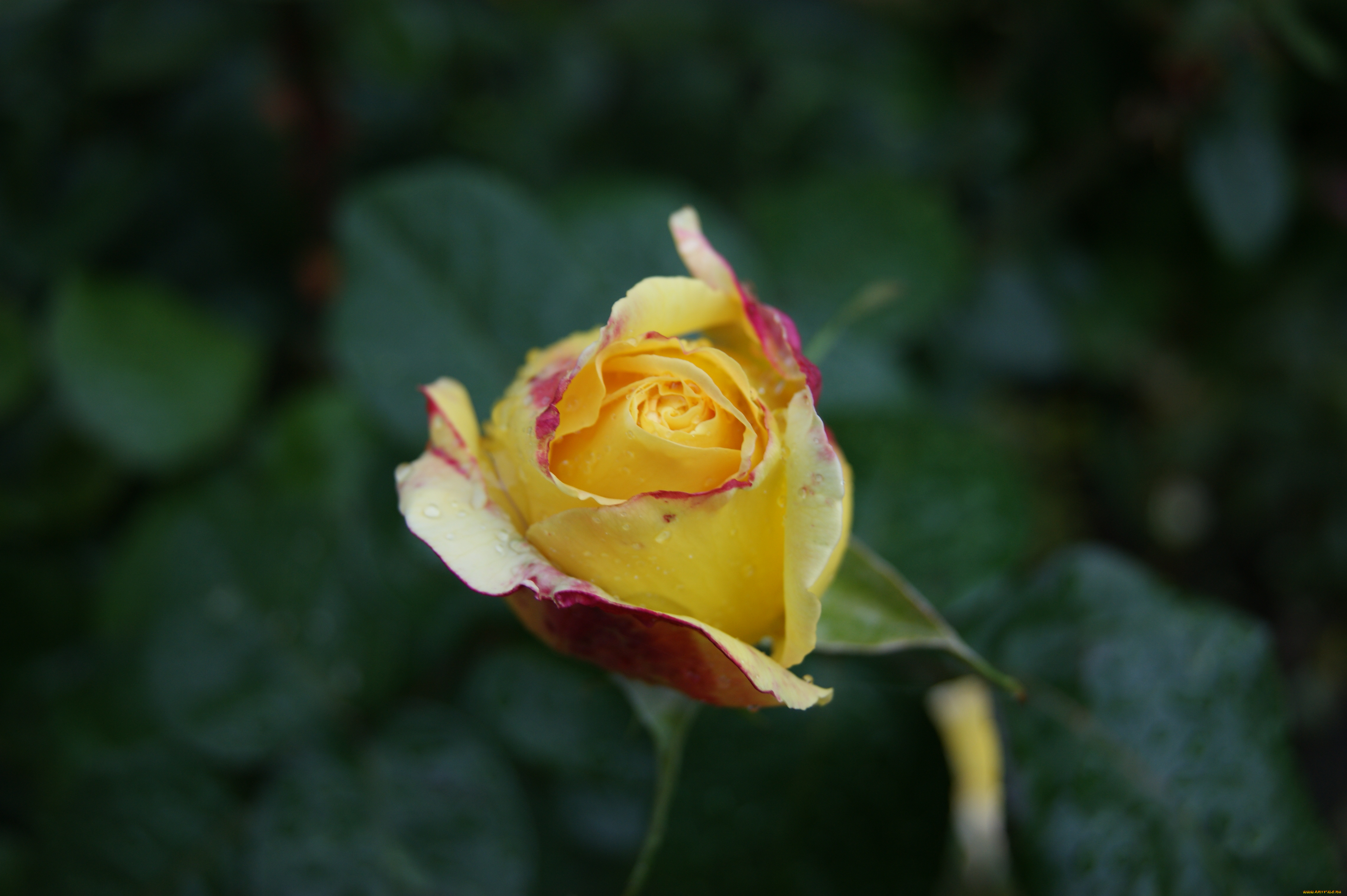 цветы, розы, зеленый, фон