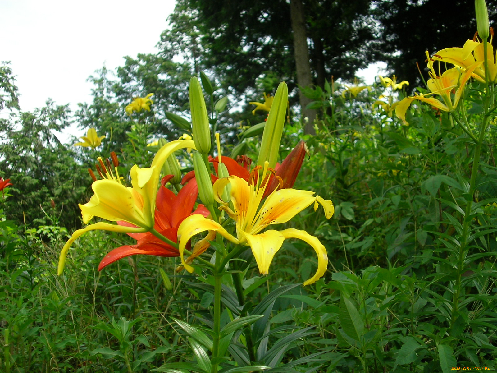 цветы, лилии, лилейники