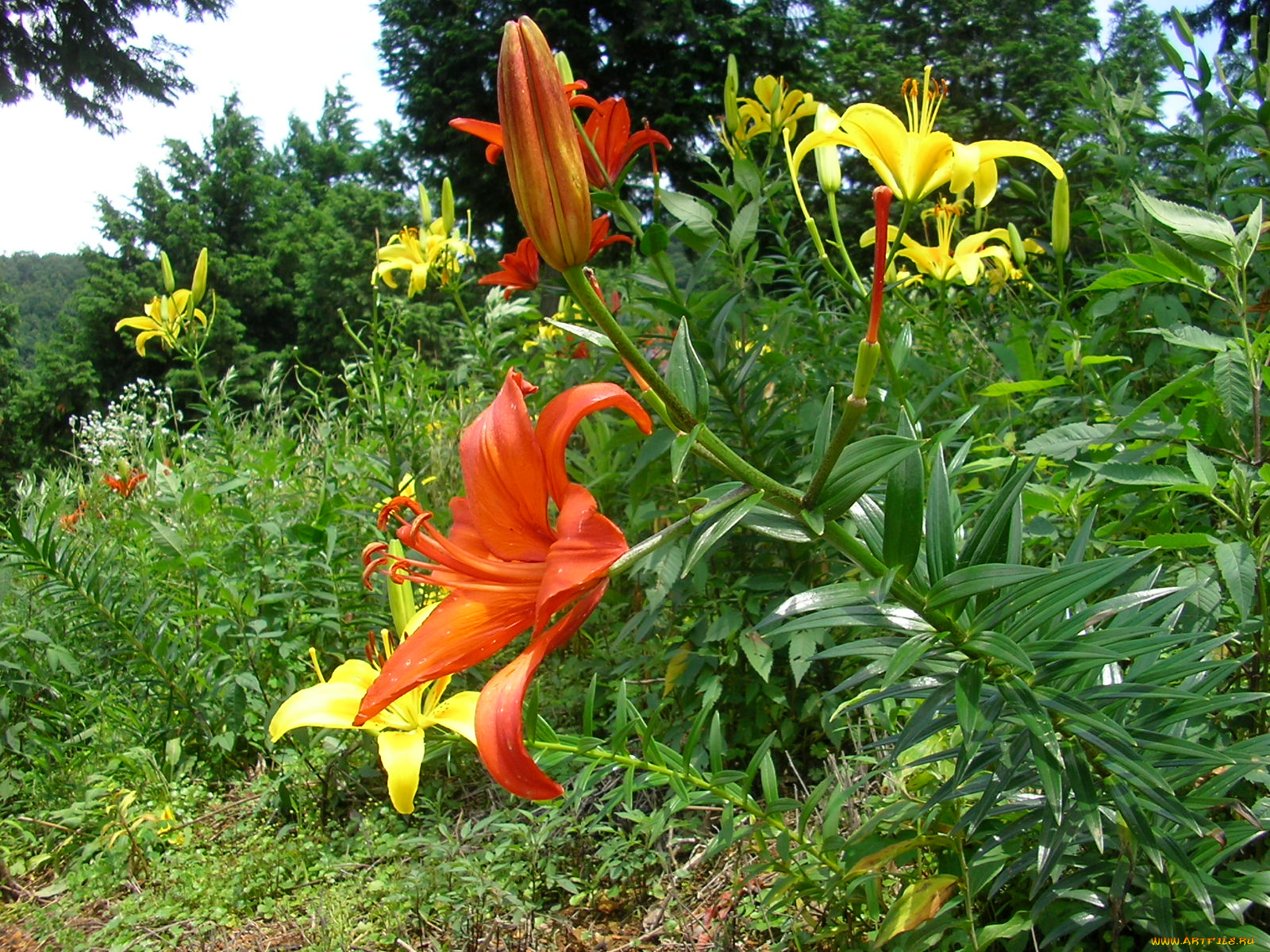 цветы, лилии, лилейники