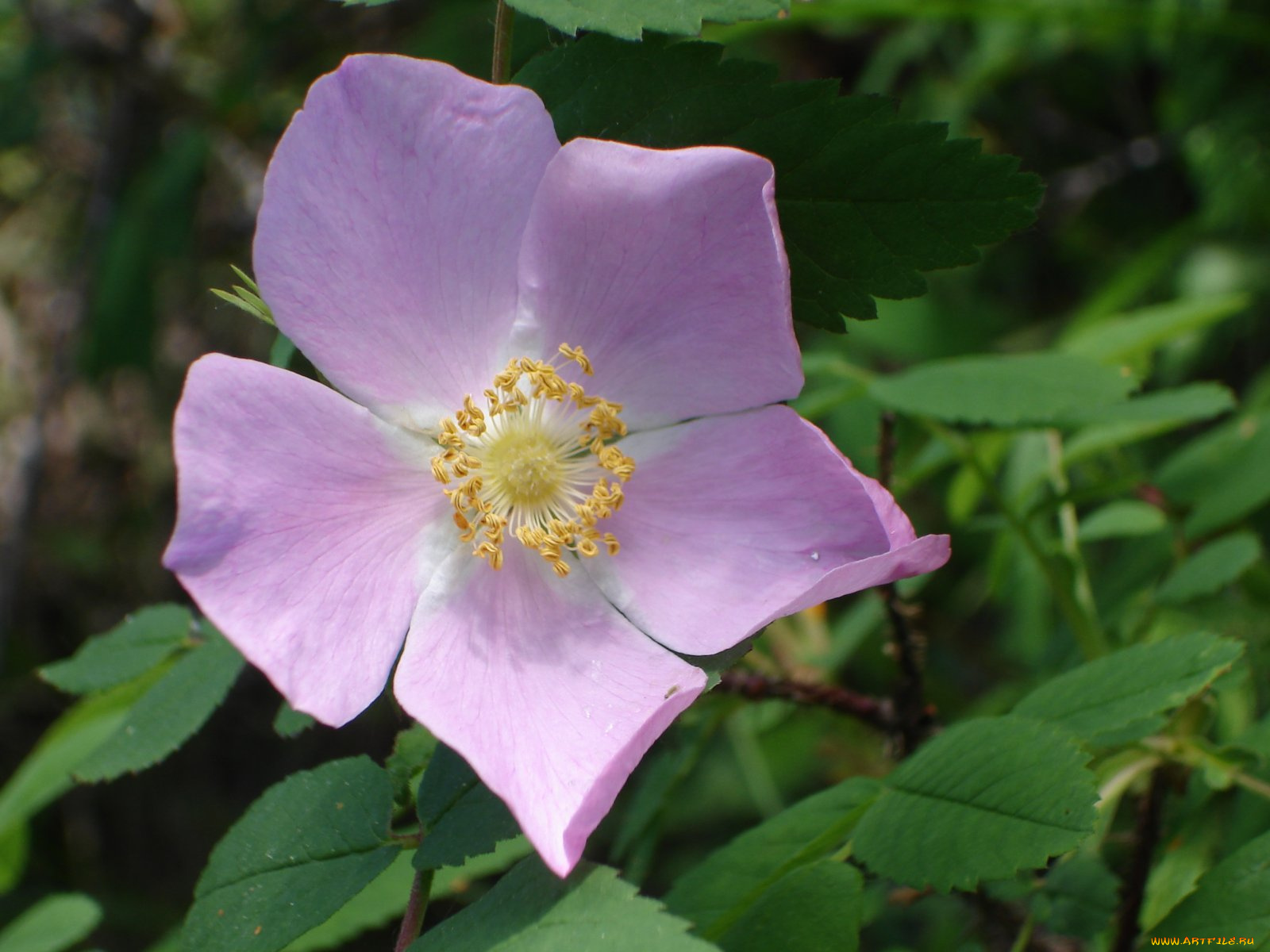 цветы, шиповник, лепестки