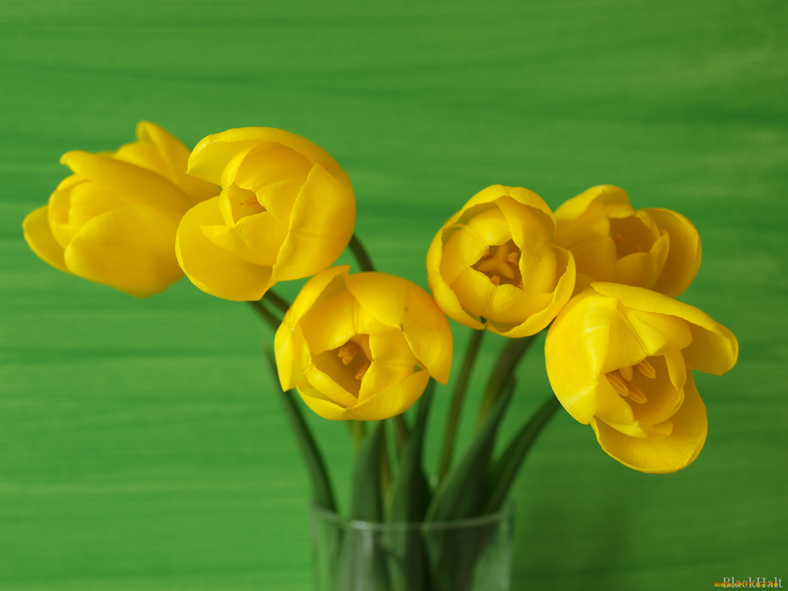 цветы, тюльпаны