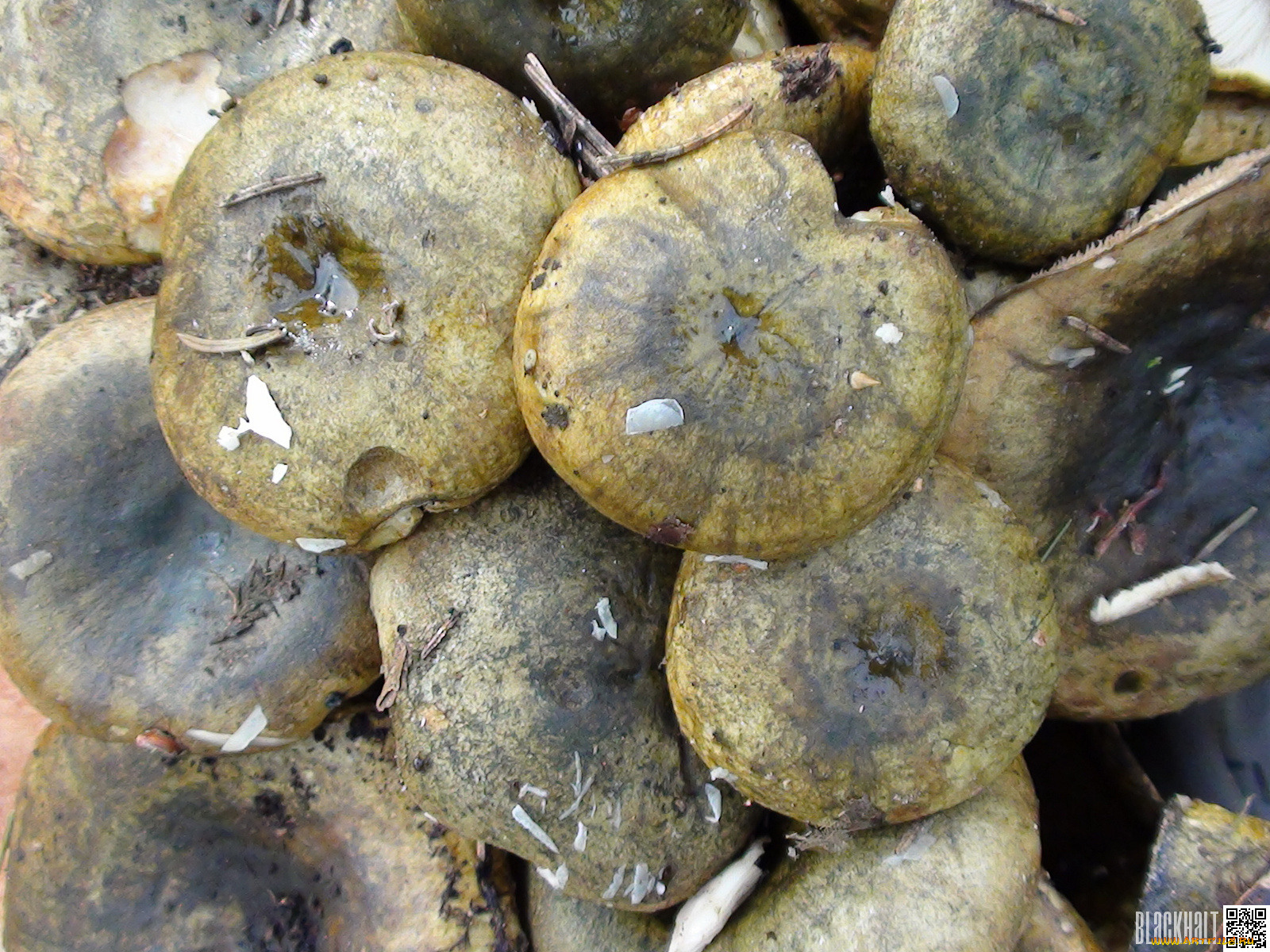 еда, грибы, грибные, блюда, грузди