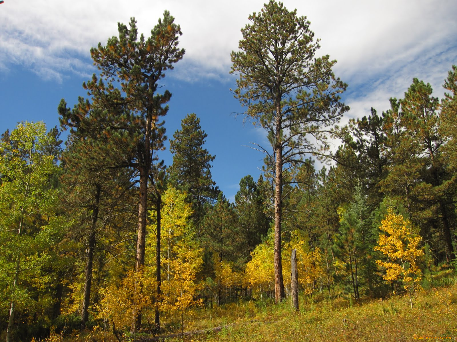 природа, лес, березы, сосны